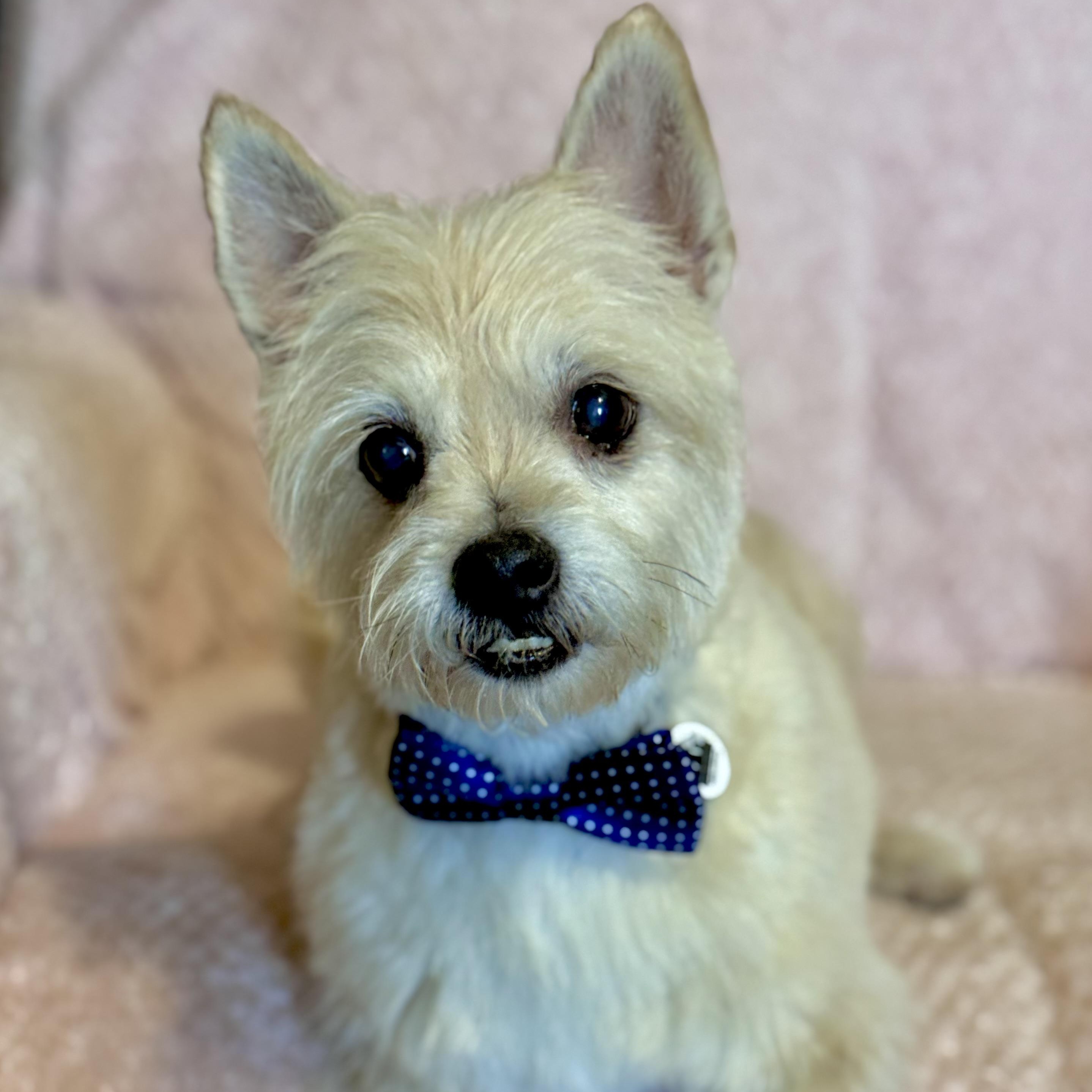 Eli, ADOPTABLE, Adult Male West Highland White Terrier / Westie.