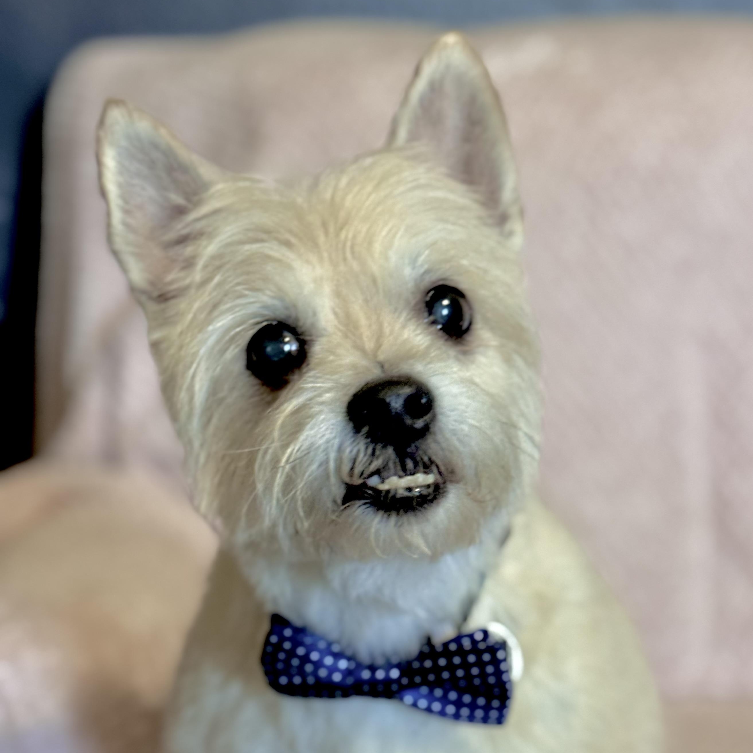 Enlarge Eli, a ADOPTABLE West Highland White Terrier / Westie in Santa Monica, CA image 4/5