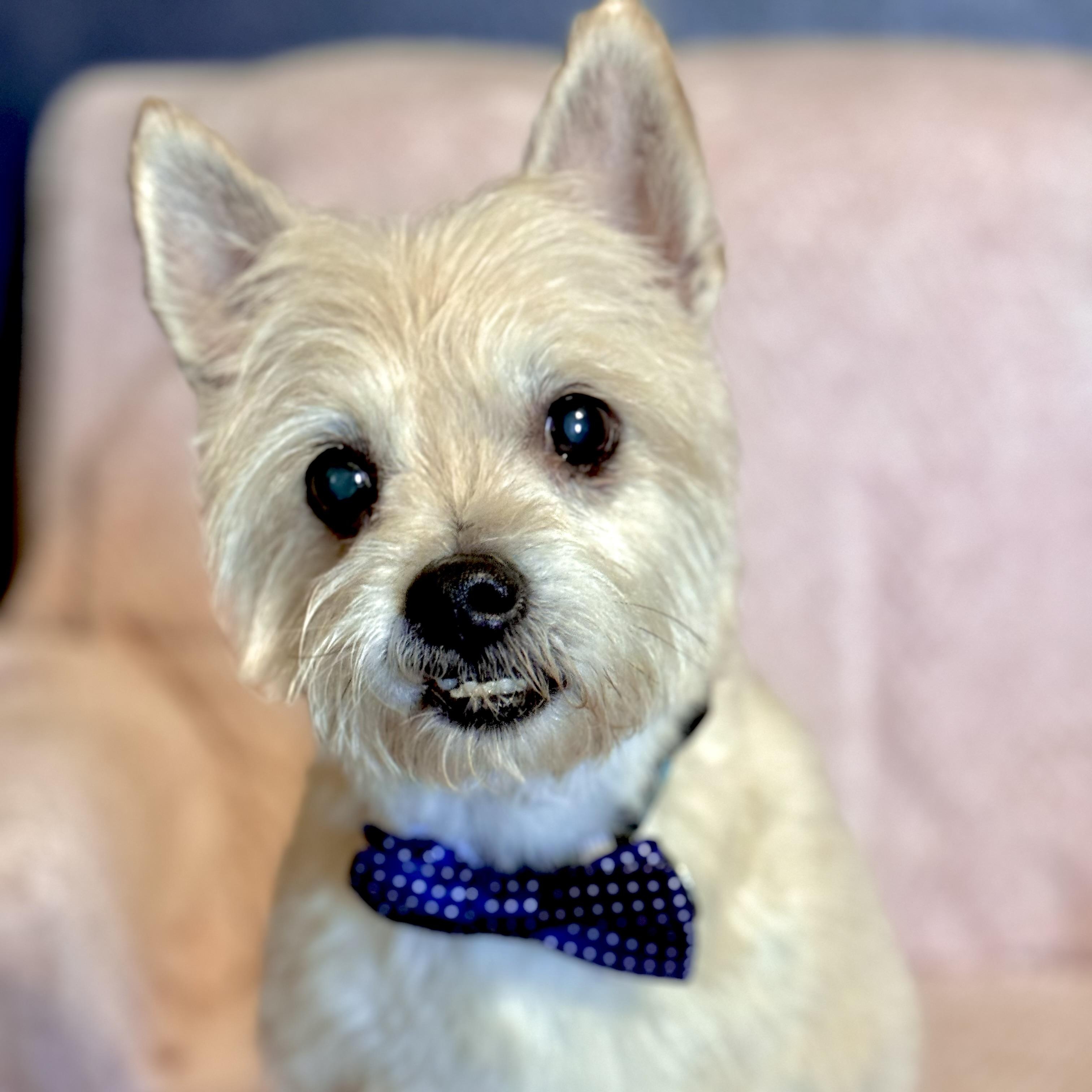 Enlarge Eli, a ADOPTABLE West Highland White Terrier / Westie in Santa Monica, CA image 2/5