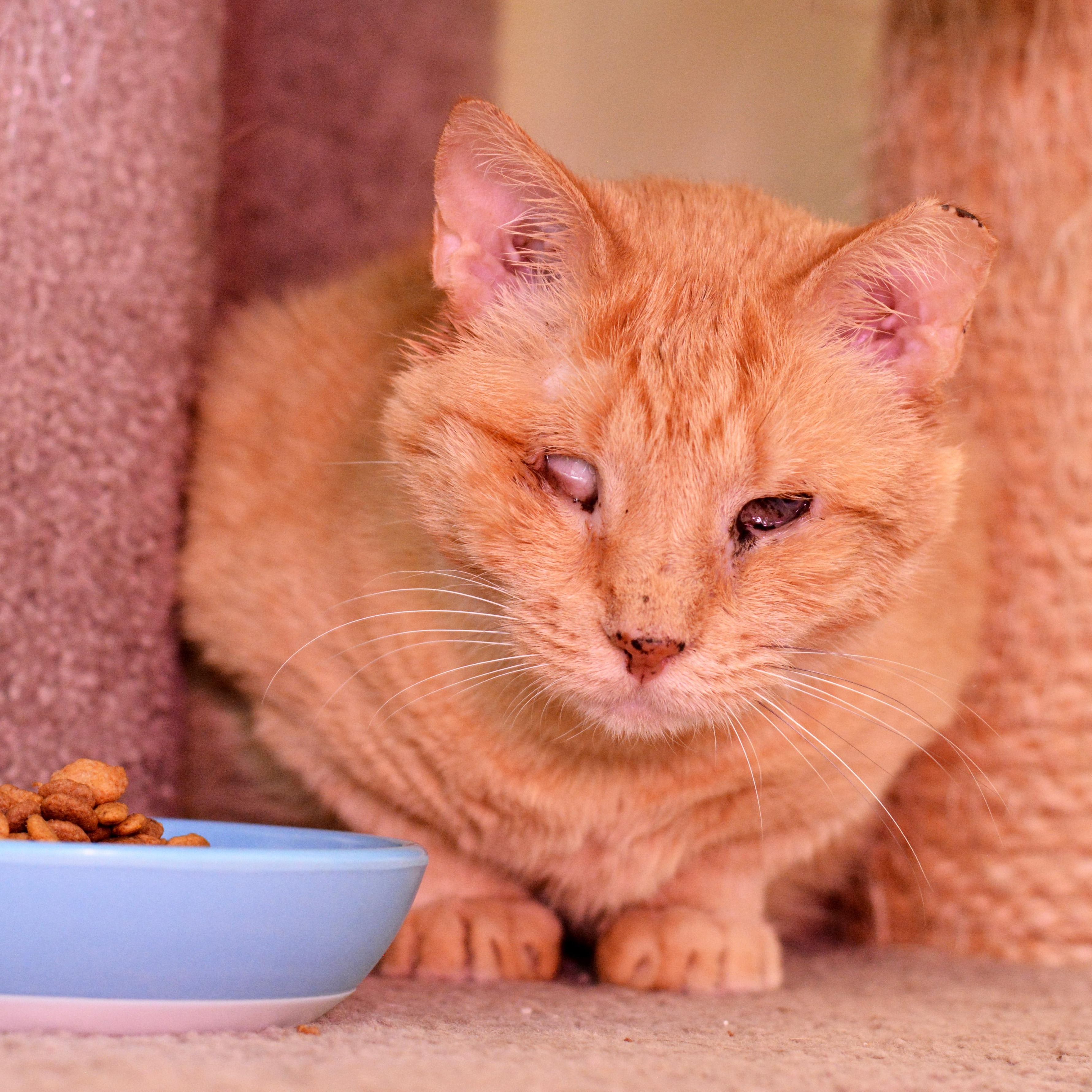Enlarge Suzy, a Adoptable Domestic Short Hair in Round Rock, TX image 1/4