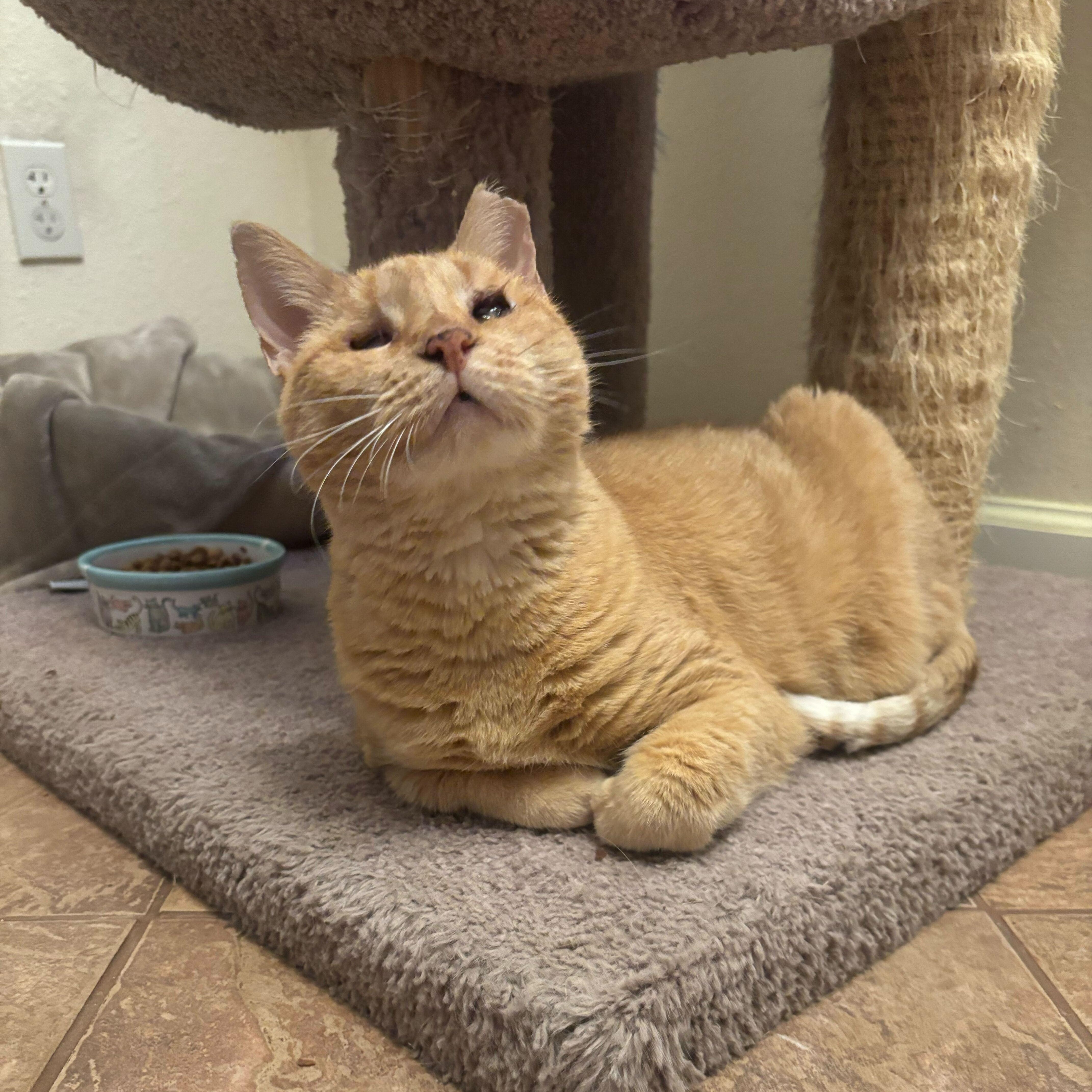 Suzy, Adoptable, Senior Female Domestic Short Hair.