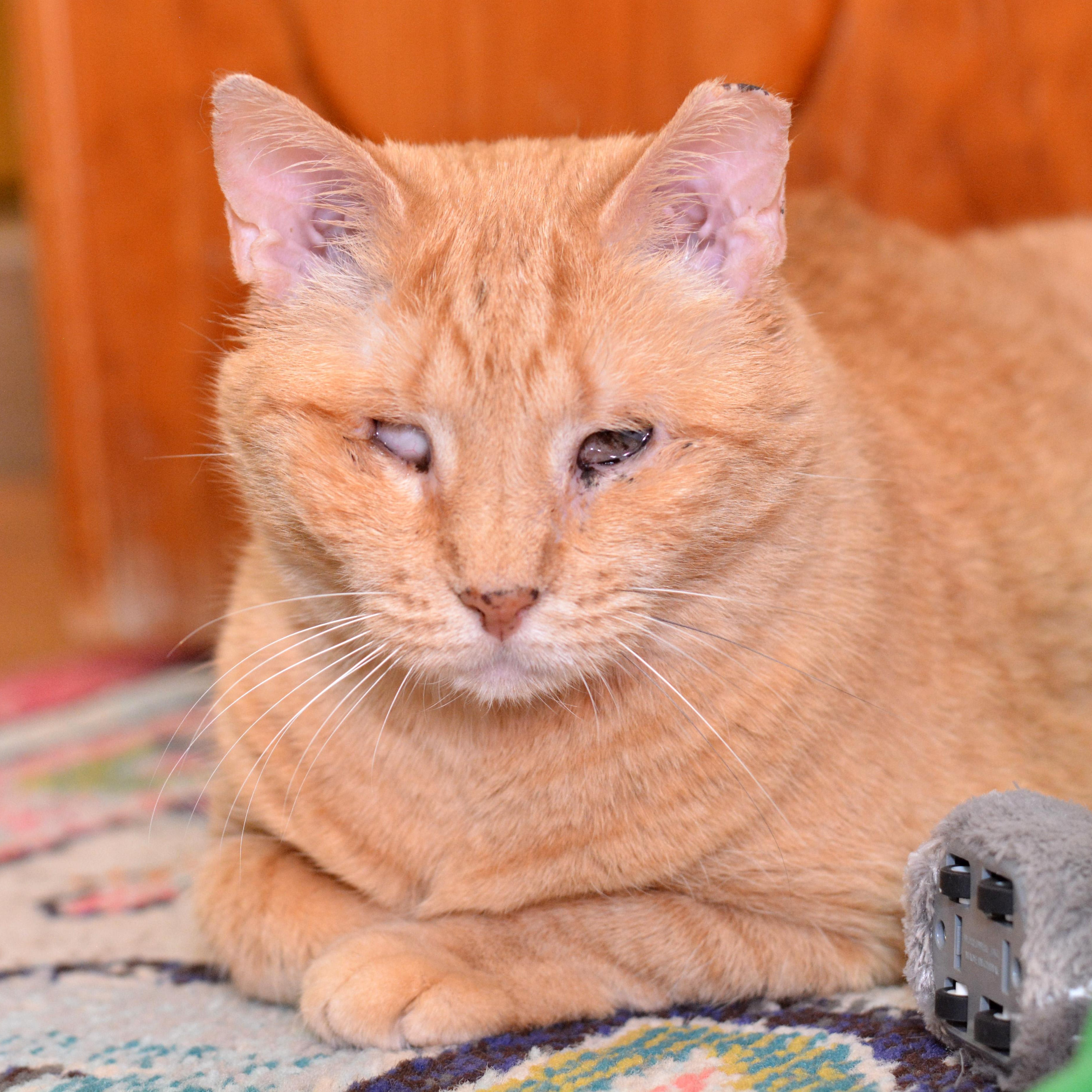 Enlarge Suzy, a Adoptable Domestic Short Hair in Round Rock, TX image 2/4