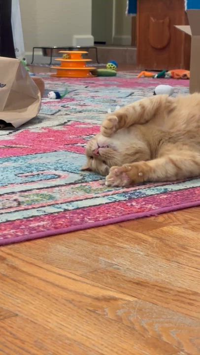 Enlarge Suzy, a Adoptable Domestic Short Hair in Round Rock, TX video 3/4