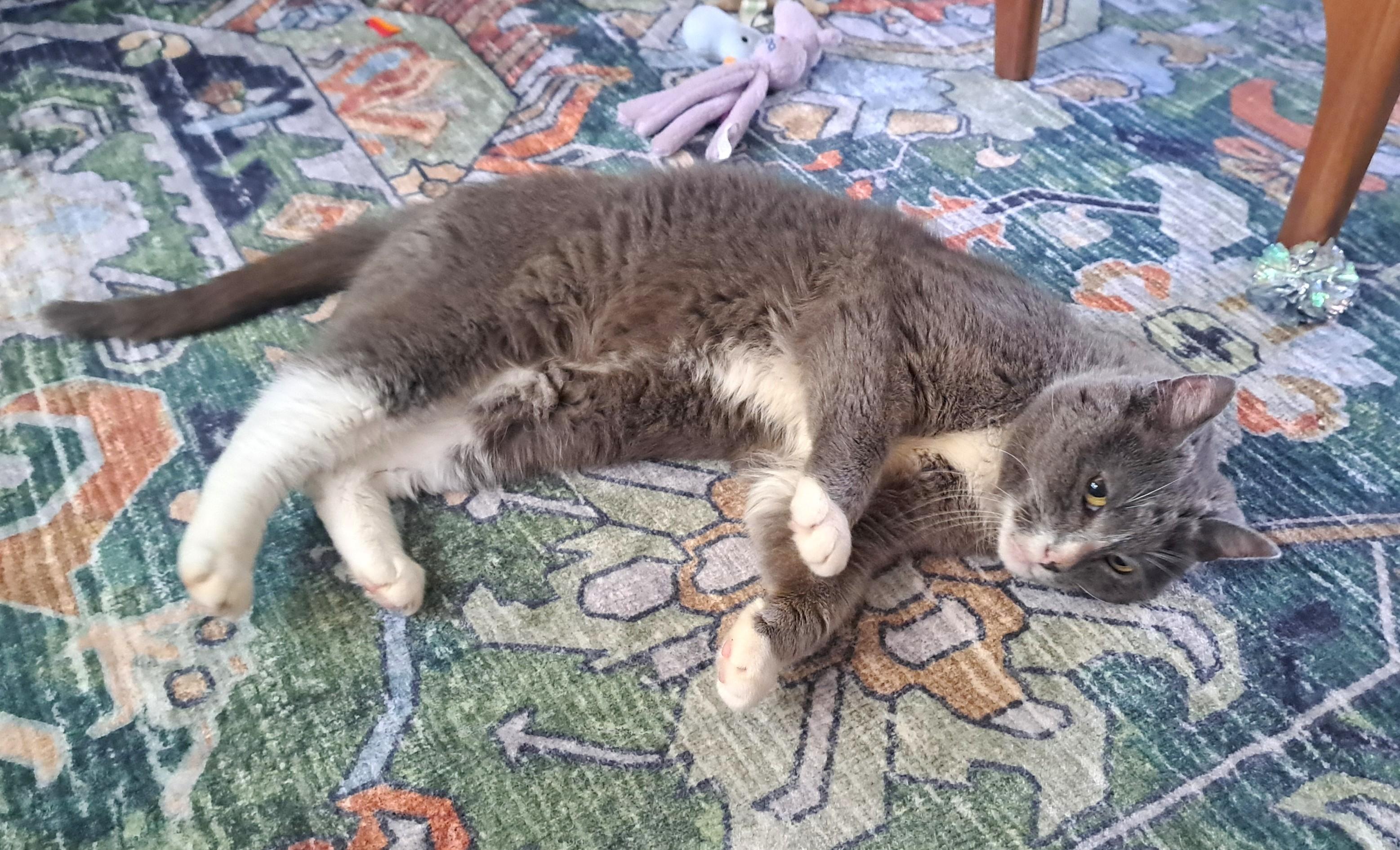 Hope, Adoptable, Senior Female Domestic Short Hair.