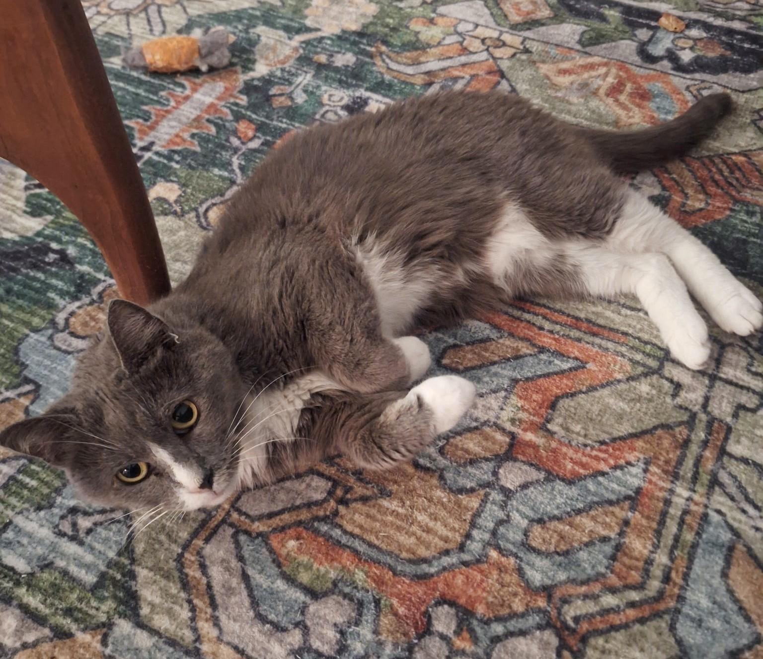 Enlarge Hope, a ADOPTABLE Domestic Short Hair in New Albany, OH image 4/6