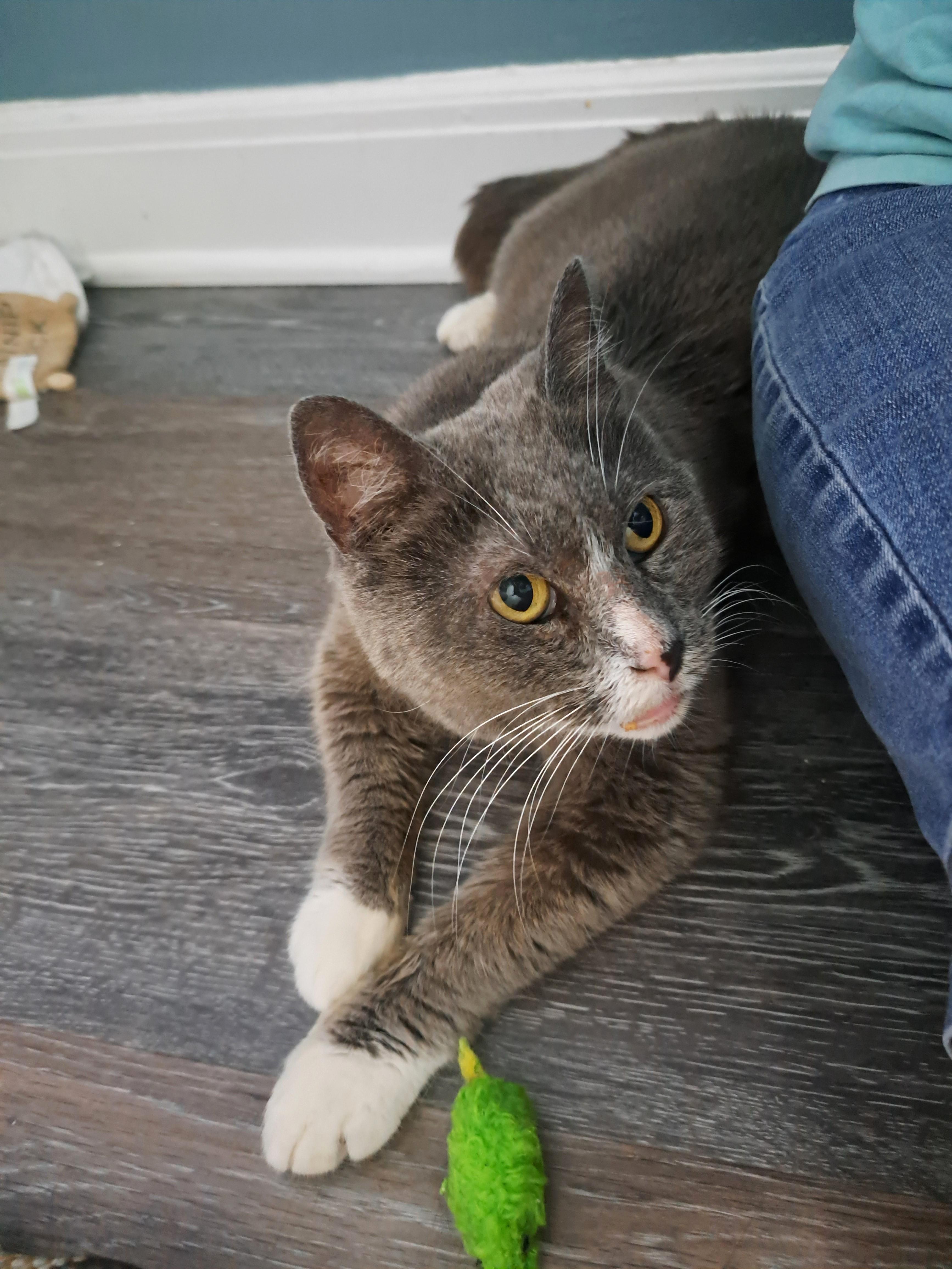 Enlarge Hope, a ADOPTABLE Domestic Short Hair in New Albany, OH image 5/6