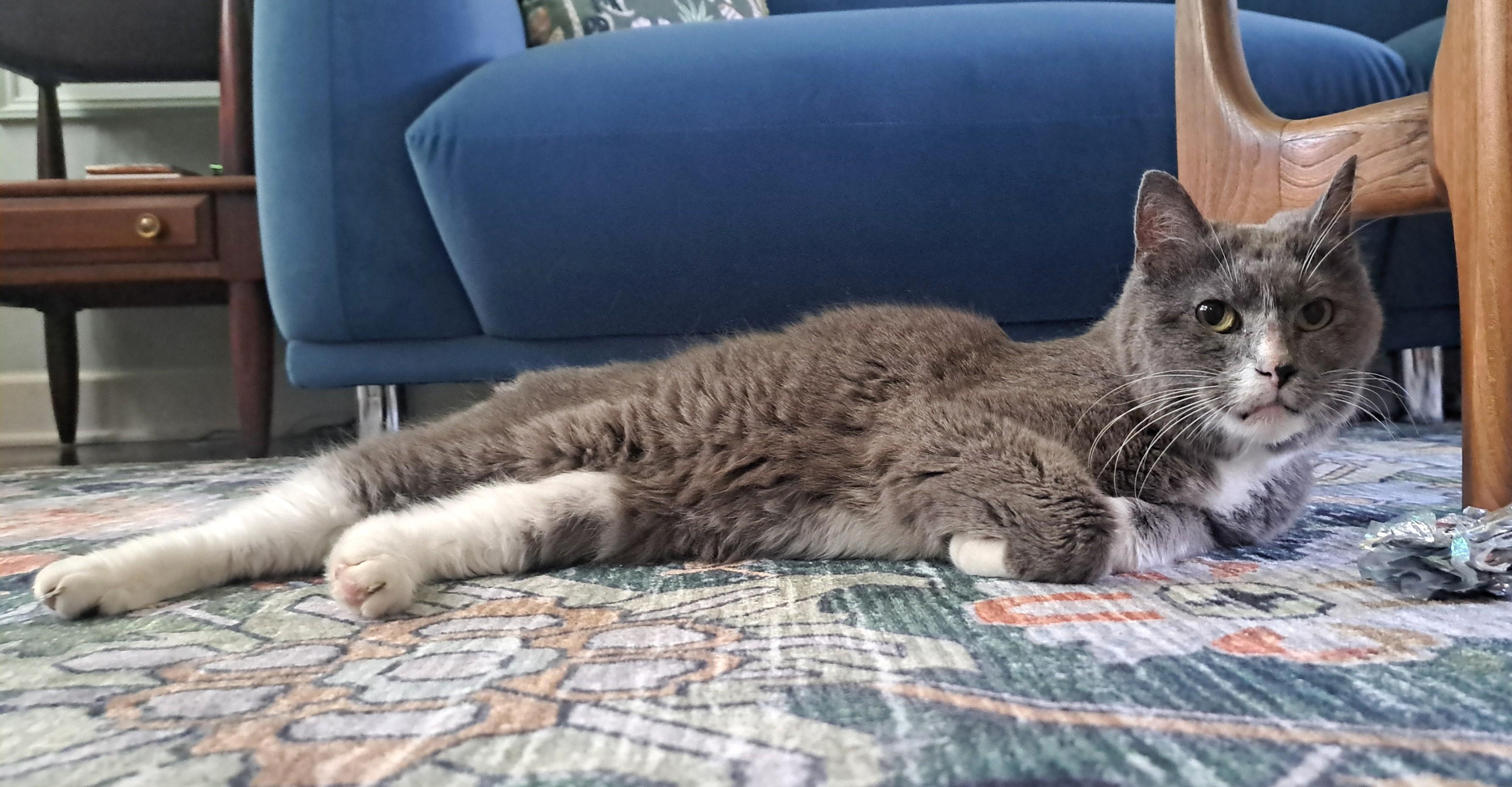 Enlarge Hope, a ADOPTABLE Domestic Short Hair in New Albany, OH image 3/6