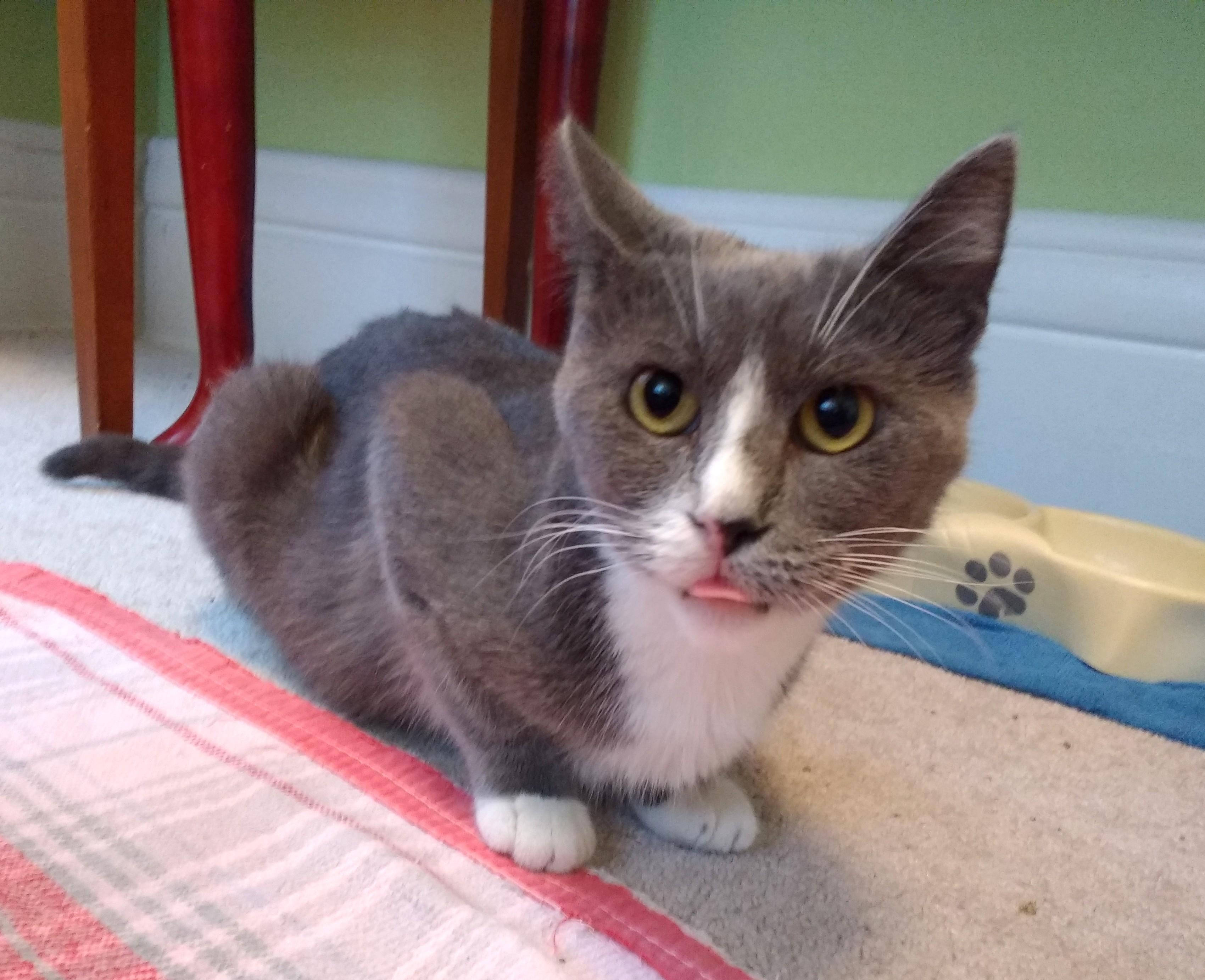 Enlarge Hope, a ADOPTABLE Domestic Short Hair in New Albany, OH image 2/6