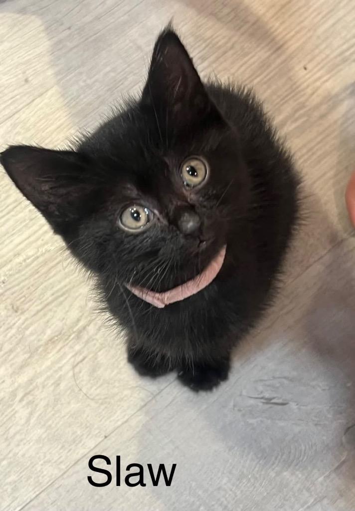 Slaw, Adoptable, Kitten Female Domestic Short Hair.