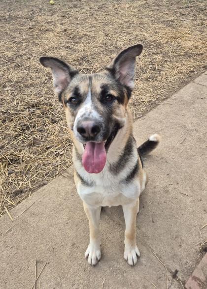Enlarge Khai, a ADOPTABLE German Shepherd Dog in Lafayette, IN image 1/1