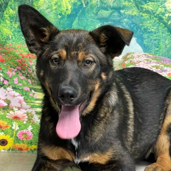 Enlarge Super Mario Princess Peach, a Adoptable German Shepherd Dog in Lakewood, CO image 1/1