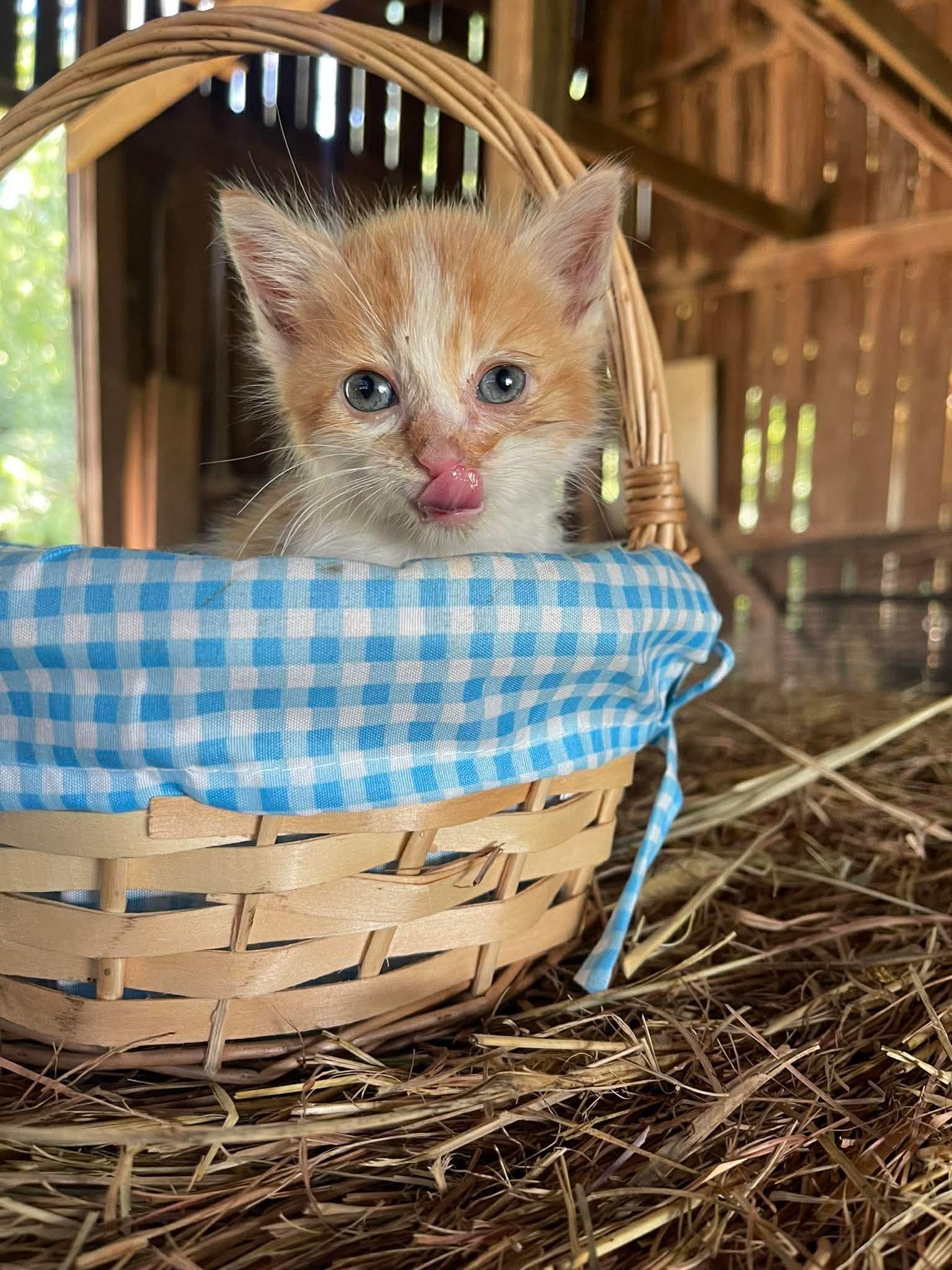 Noodle, Adoptable, Kitten Female American Shorthair.