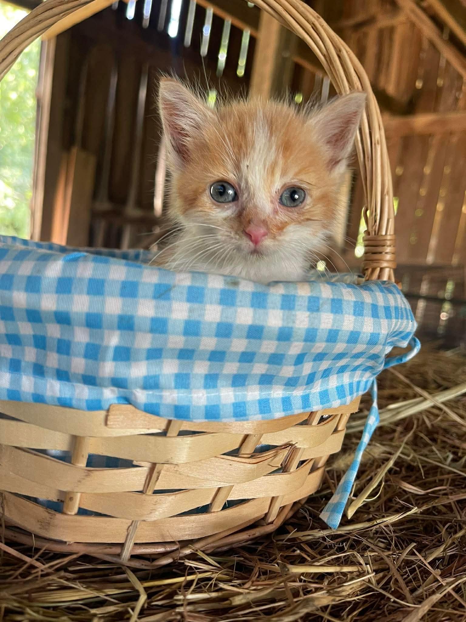 Enlarge Noodle, a Adoptable American Shorthair in Richmond, KY image 2/5