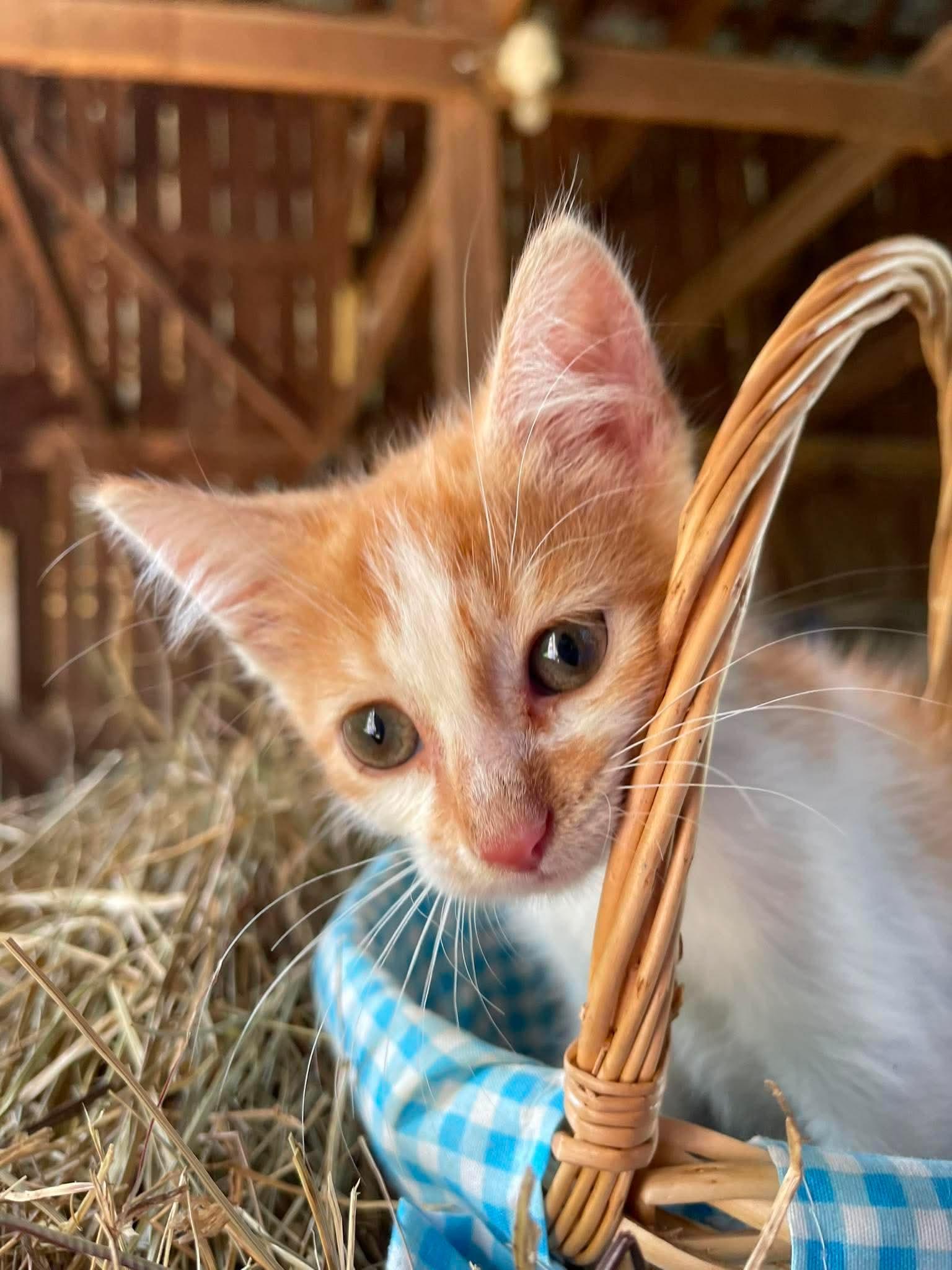 Enlarge Noodle, a Adoptable American Shorthair in Richmond, KY image 4/5