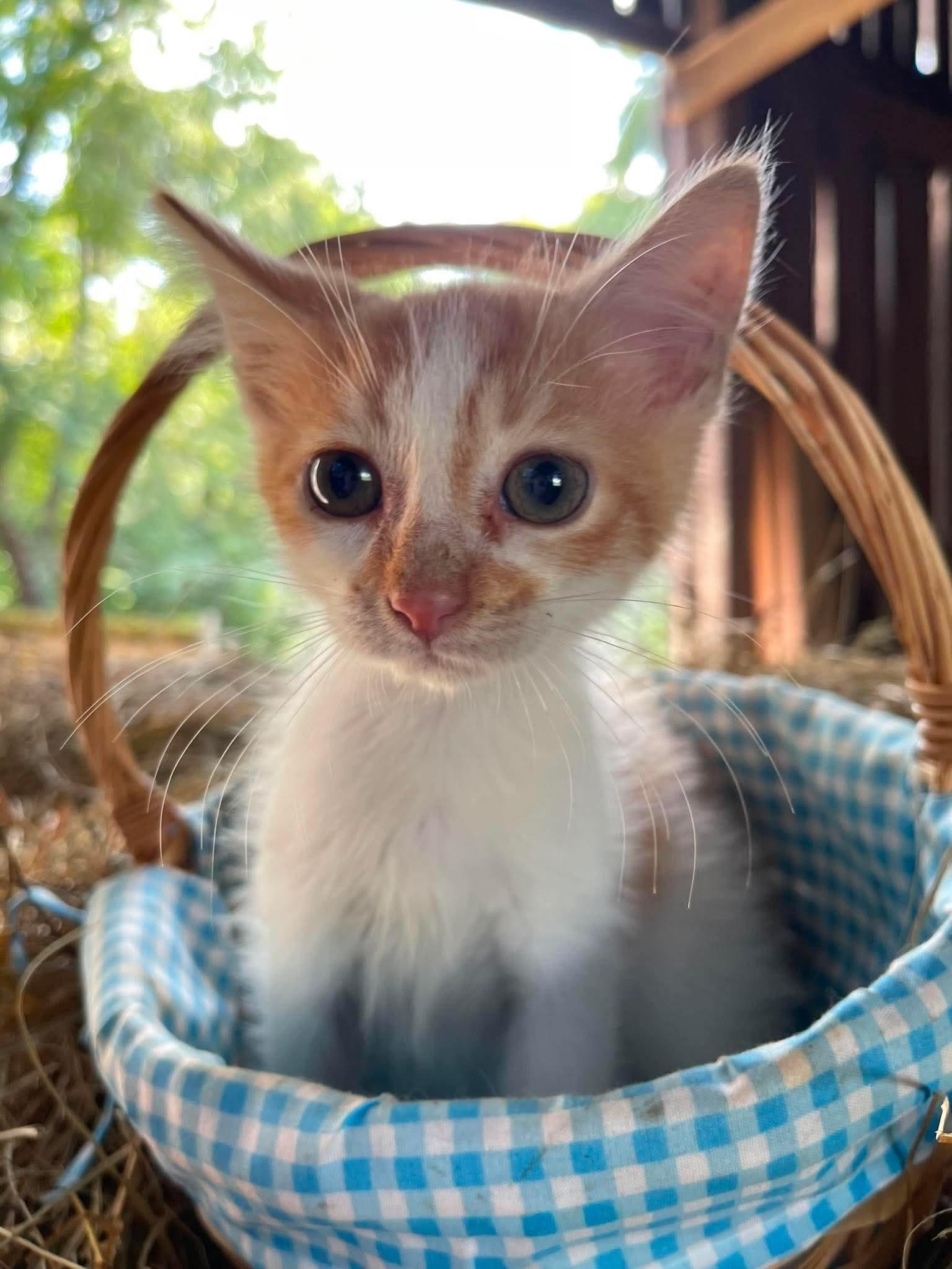 Enlarge Noodle, a Adoptable American Shorthair in Richmond, KY image 5/5