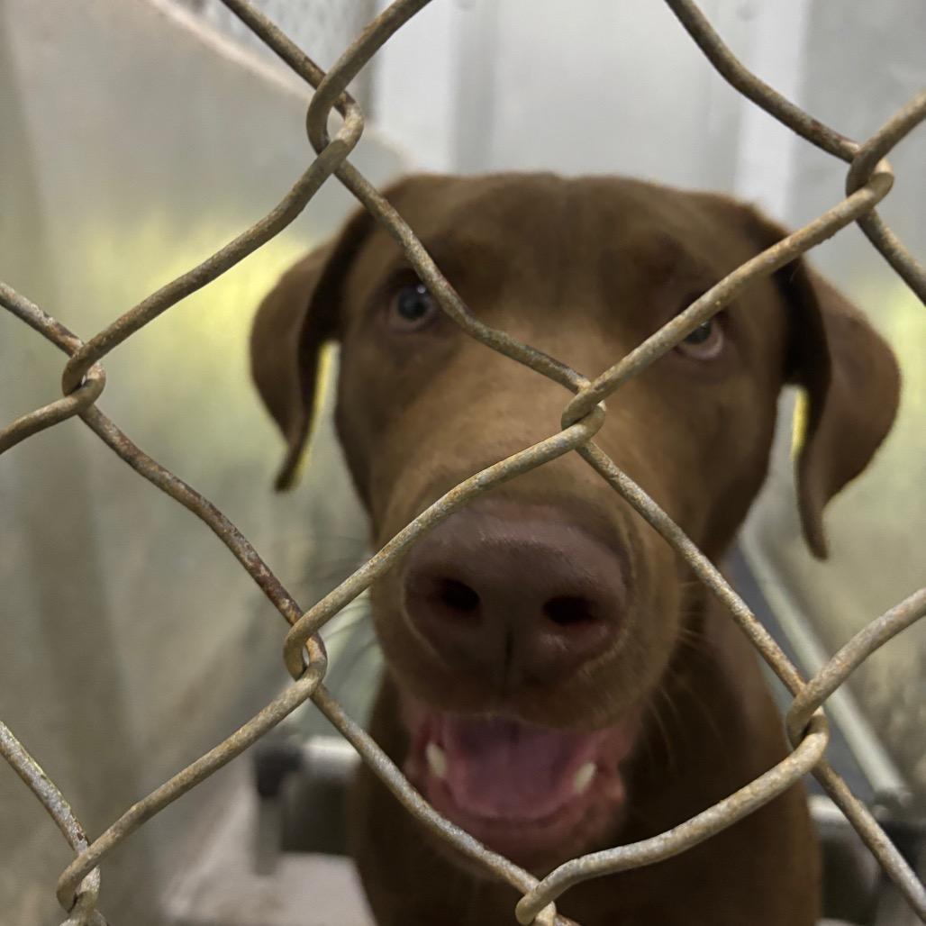 Fidget, Adoptable, Young Male Mixed Breed.