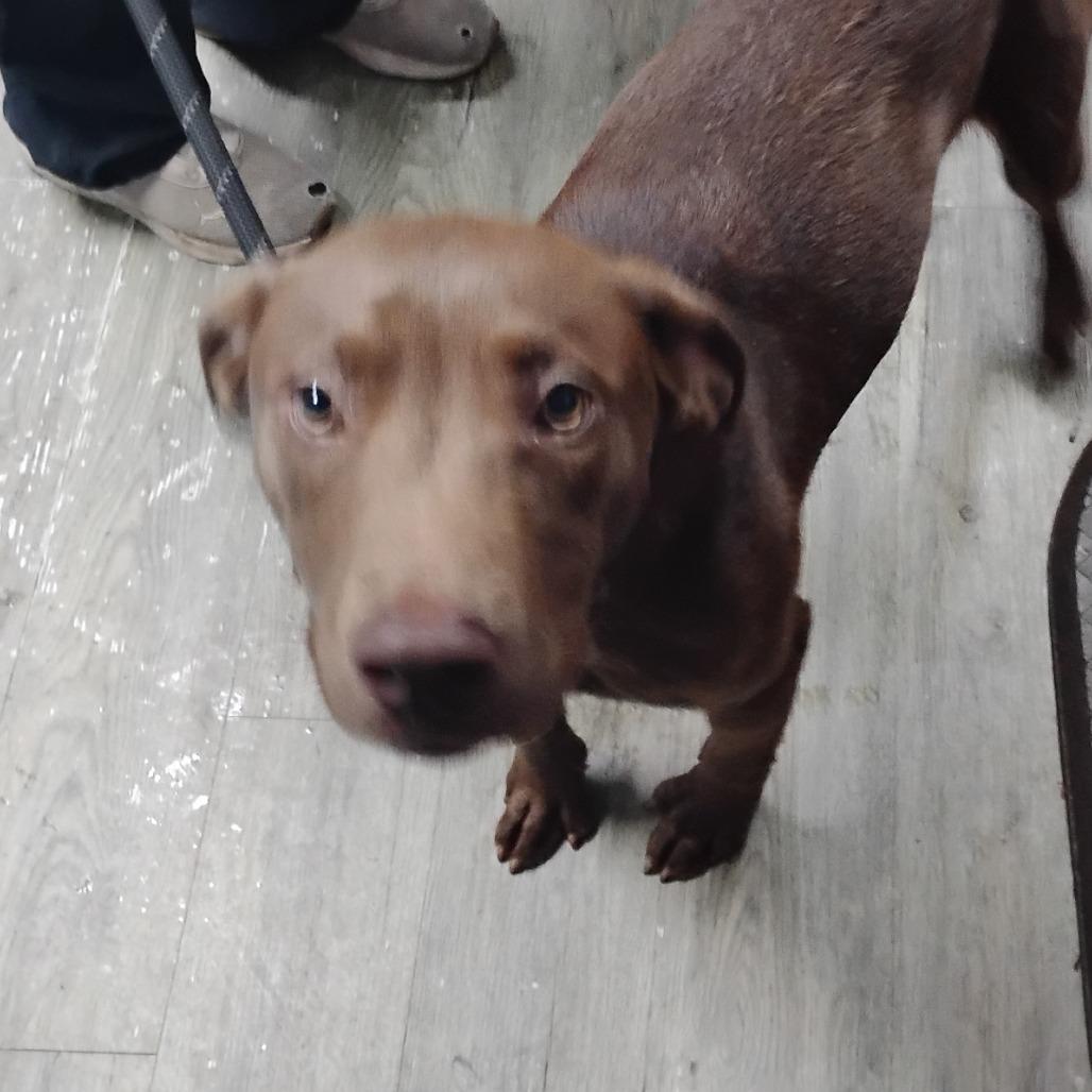 Fidget, Adoptable, Young Male Mixed Breed.