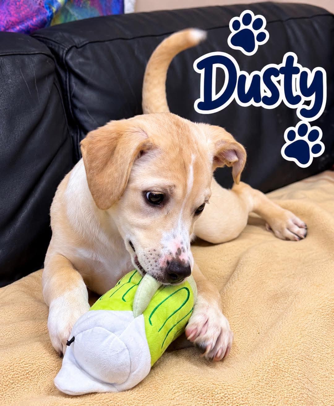 Dusty Rhodes, Adoptable, Young Female Labrador Retriever.
