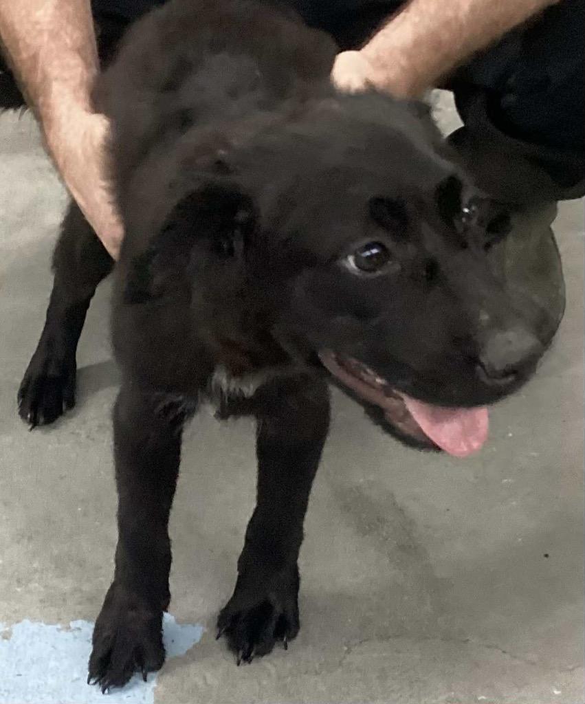 Mistie, Adoptable, Young Female Mixed Breed.