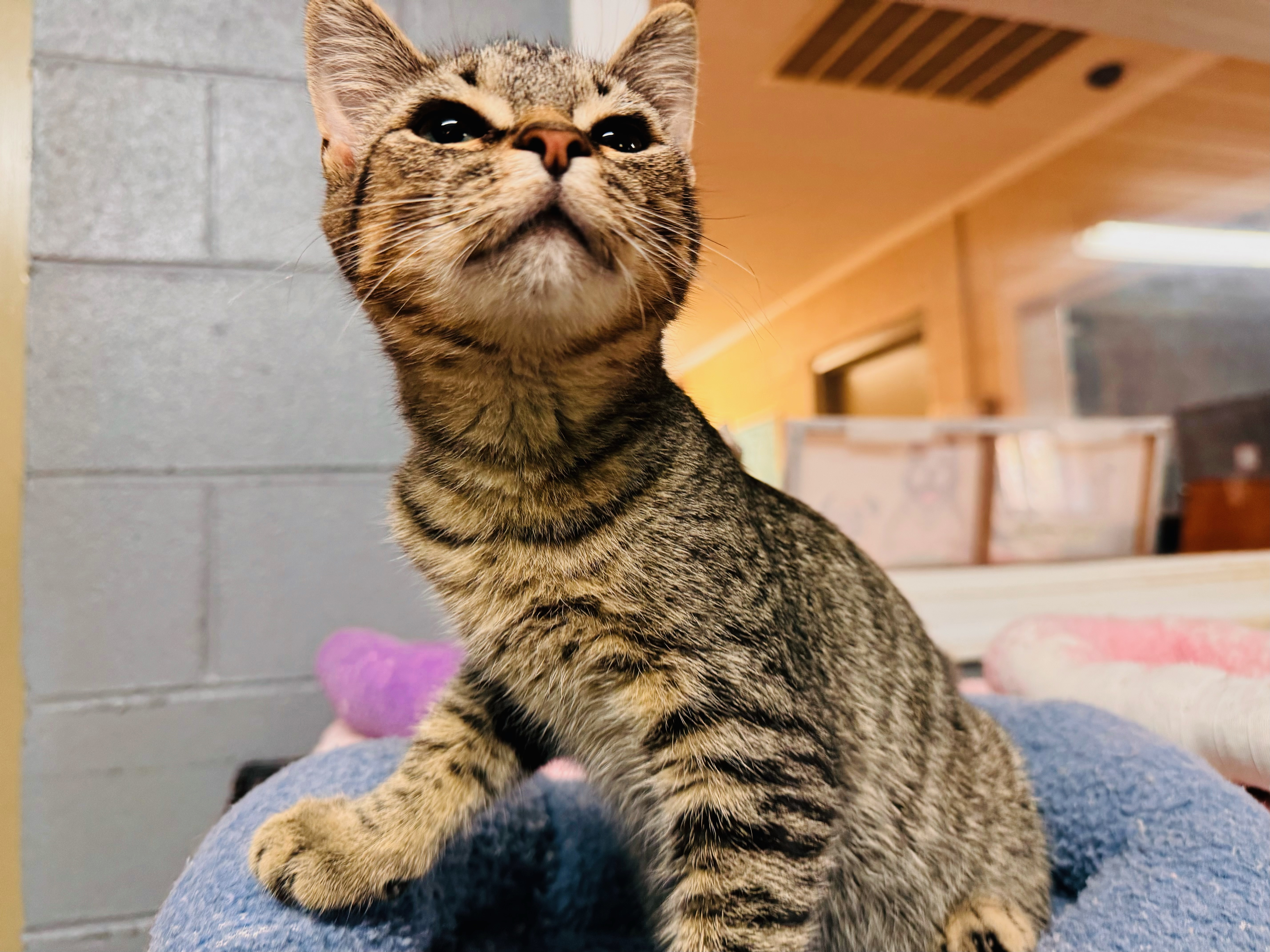 Jade — thumbnail 2