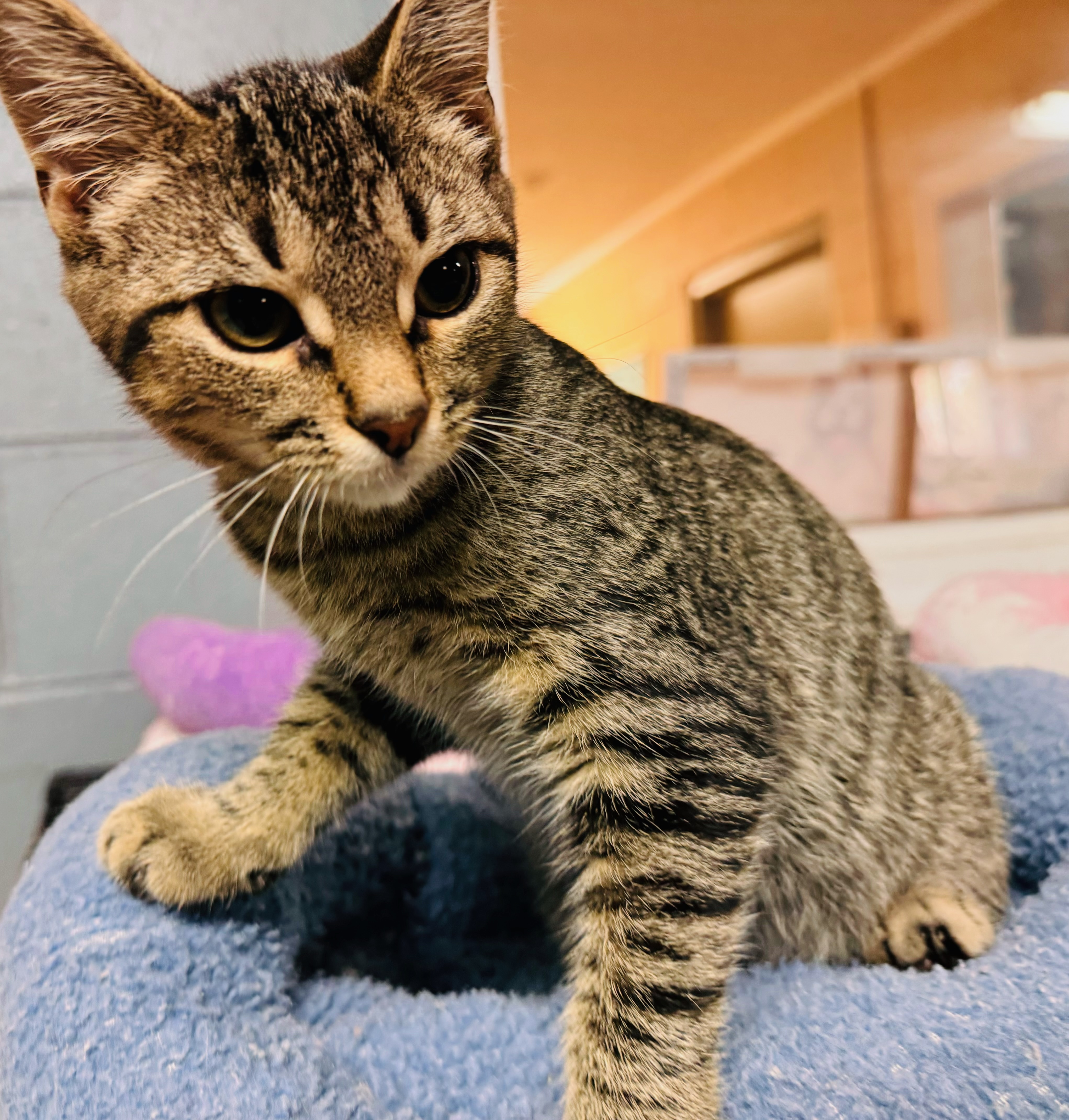 Jade — thumbnail 3