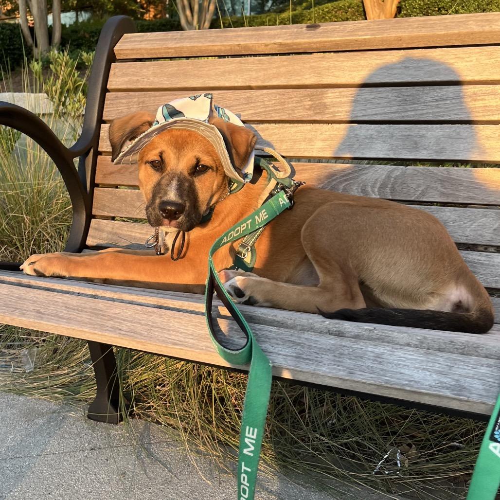 Cosmo, Adoptable, Puppy Male Mixed Breed.