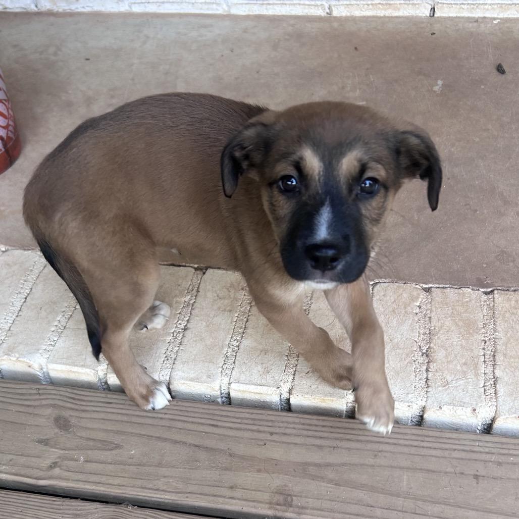 Enlarge Cosmo, a Adoptable Mixed Breed in Austell, GA image 2/5