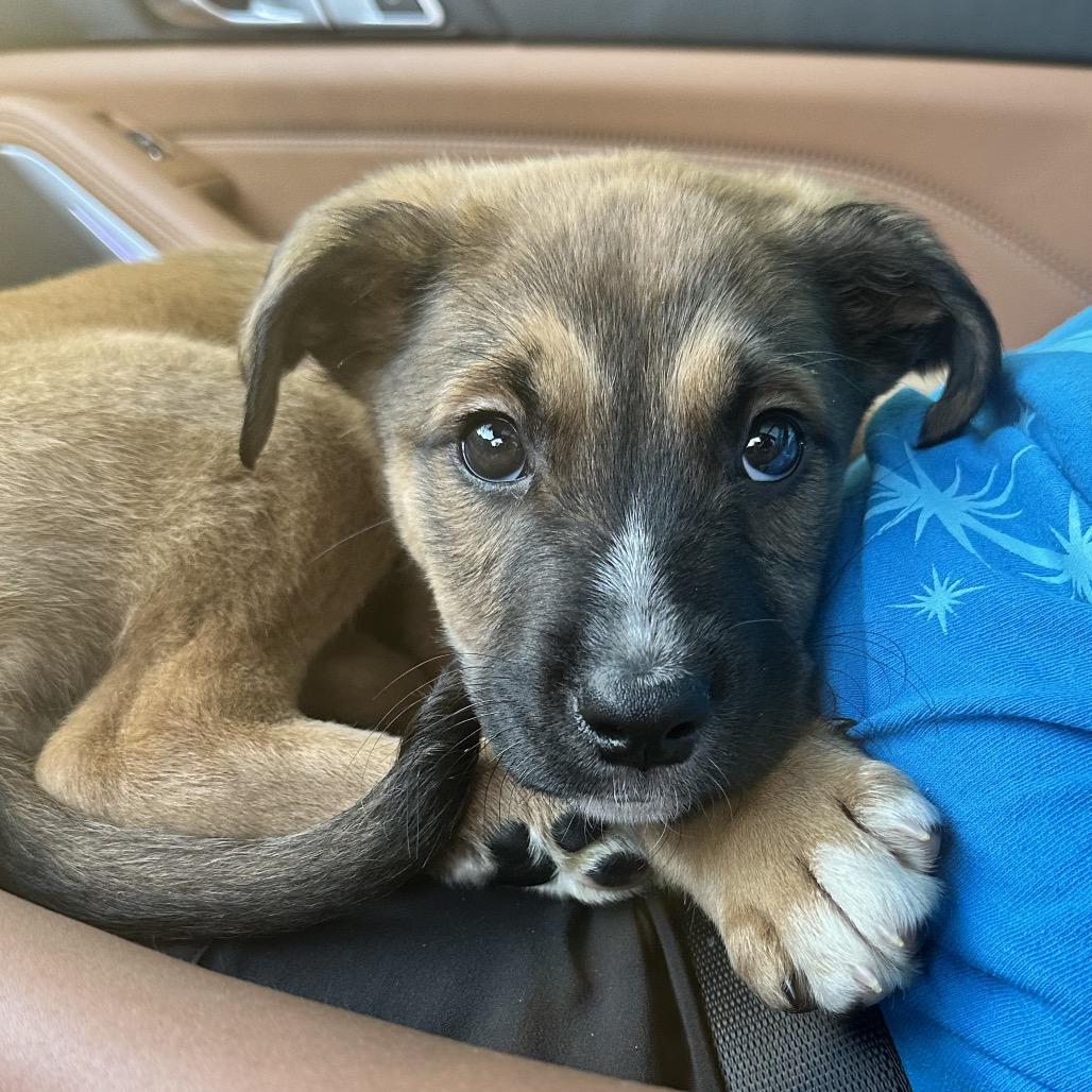 Enlarge Cosmo, a Adoptable Mixed Breed in Austell, GA image 3/5