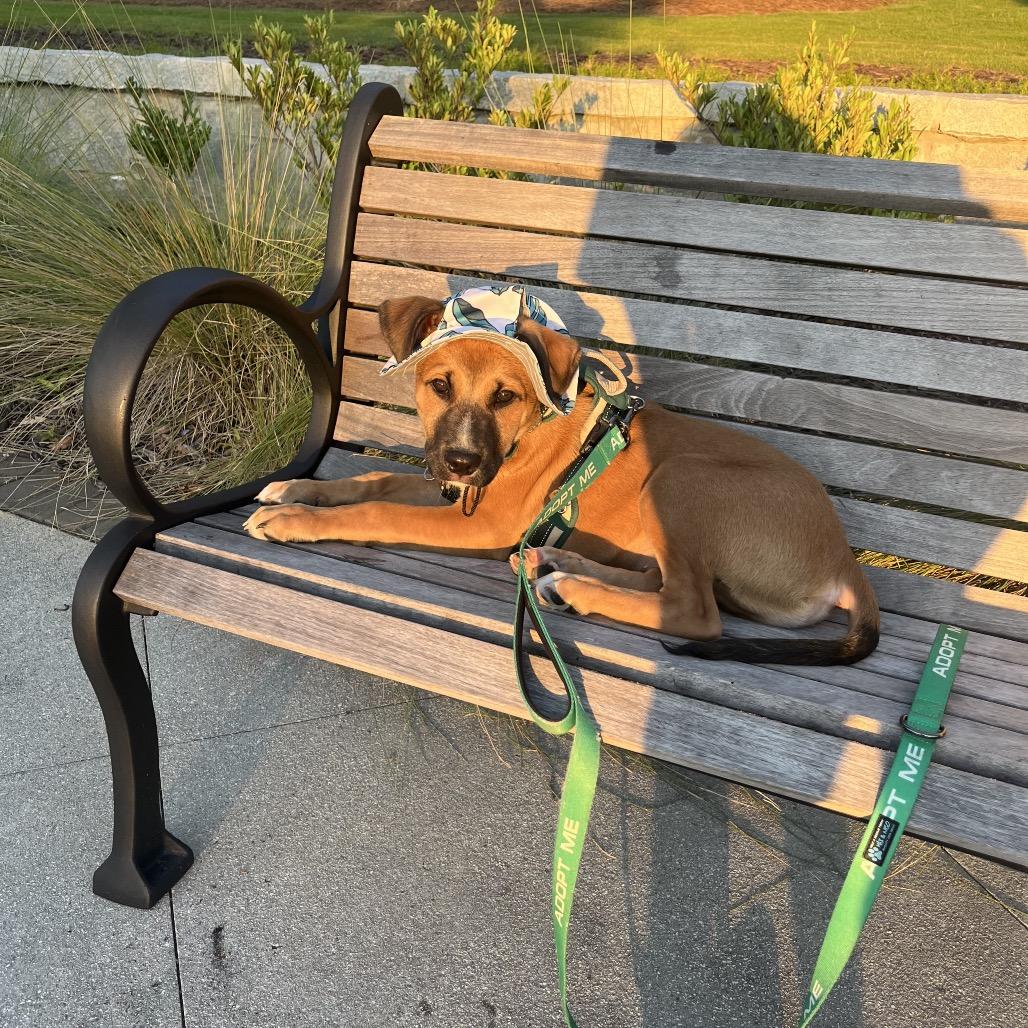 Cosmo, a Adoptable Mixed Breed in Austell, GA image 2/2