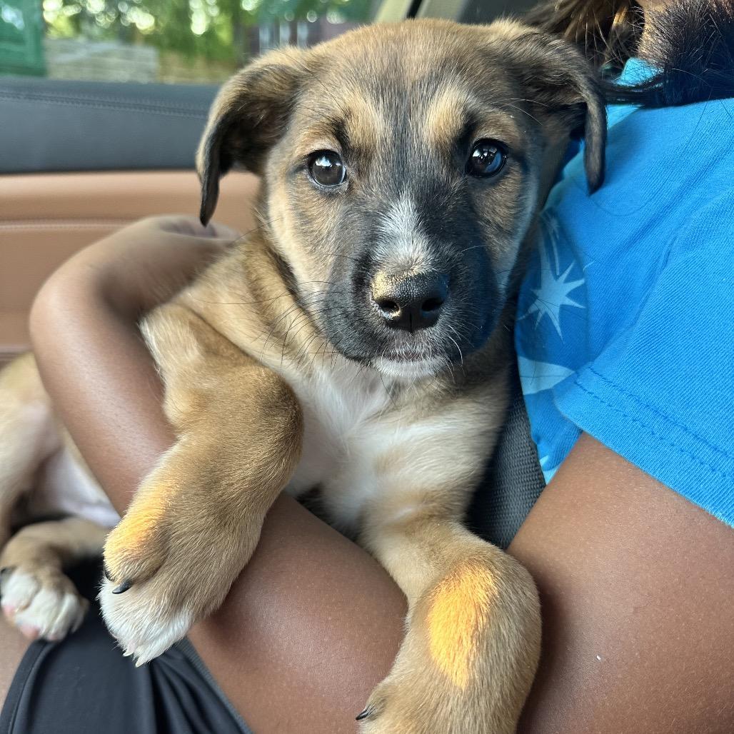 Enlarge Cosmo, a Adoptable Mixed Breed in Austell, GA image 4/5
