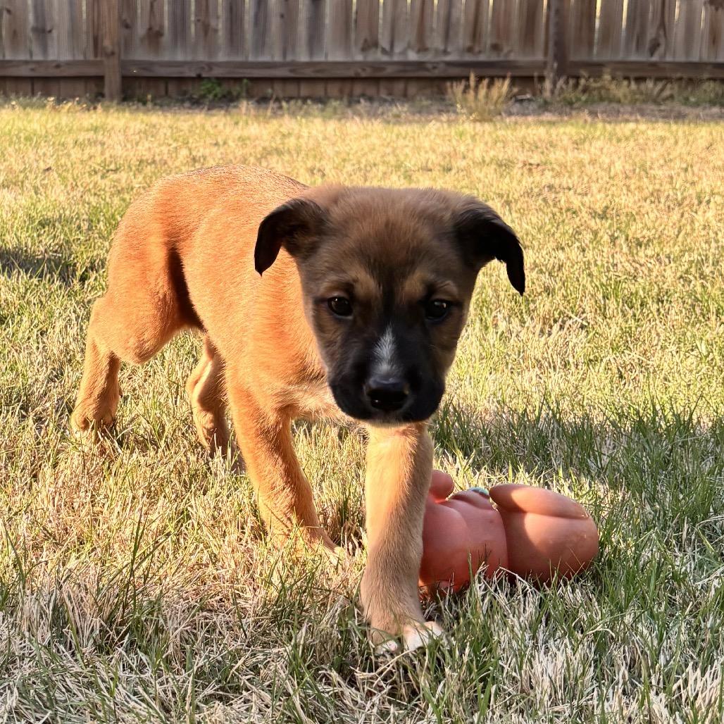 Enlarge Cosmo, a Adoptable Mixed Breed in Austell, GA image 5/5