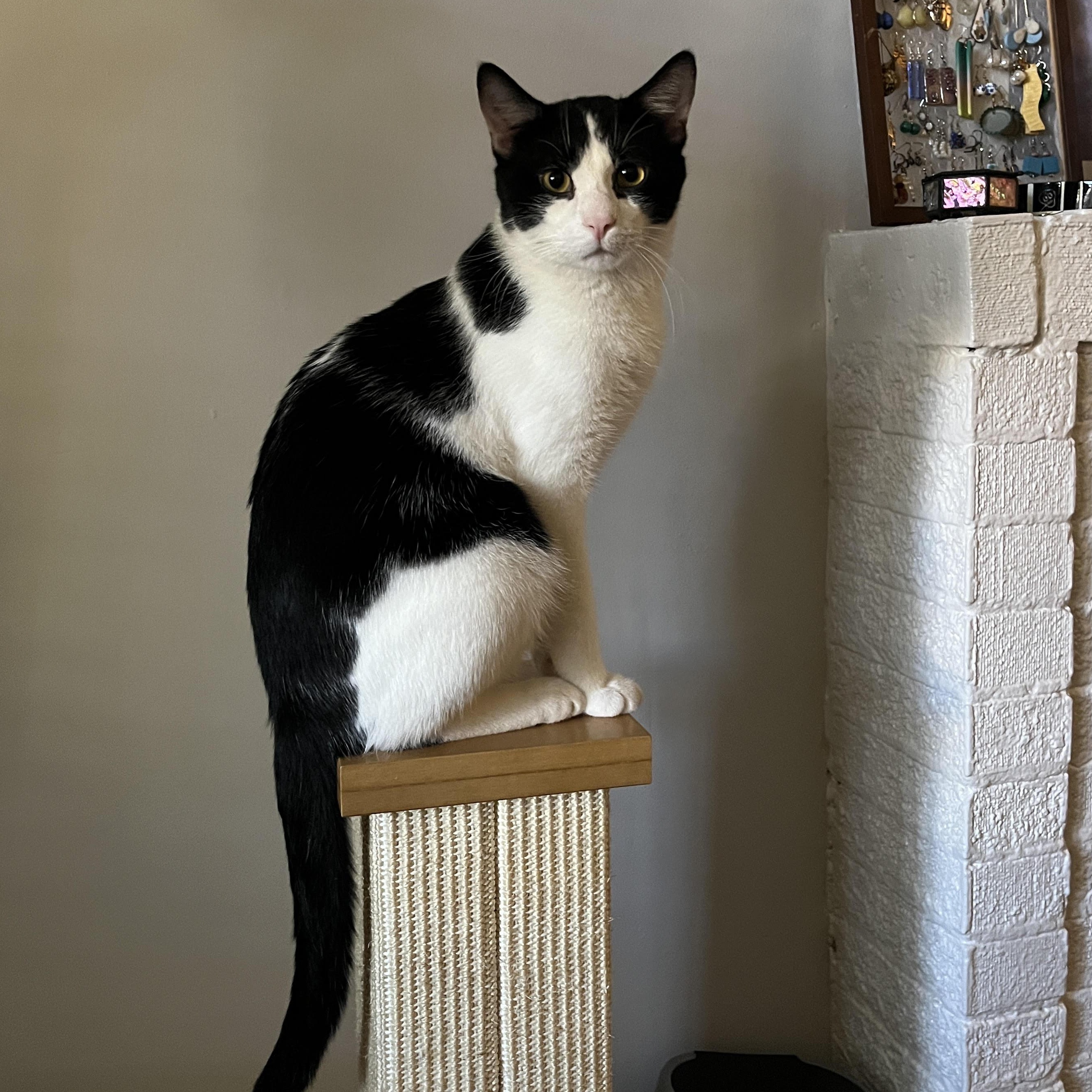 Fern & Juniper, bonded pair, Adoptable, Young Male Domestic Short Hair.