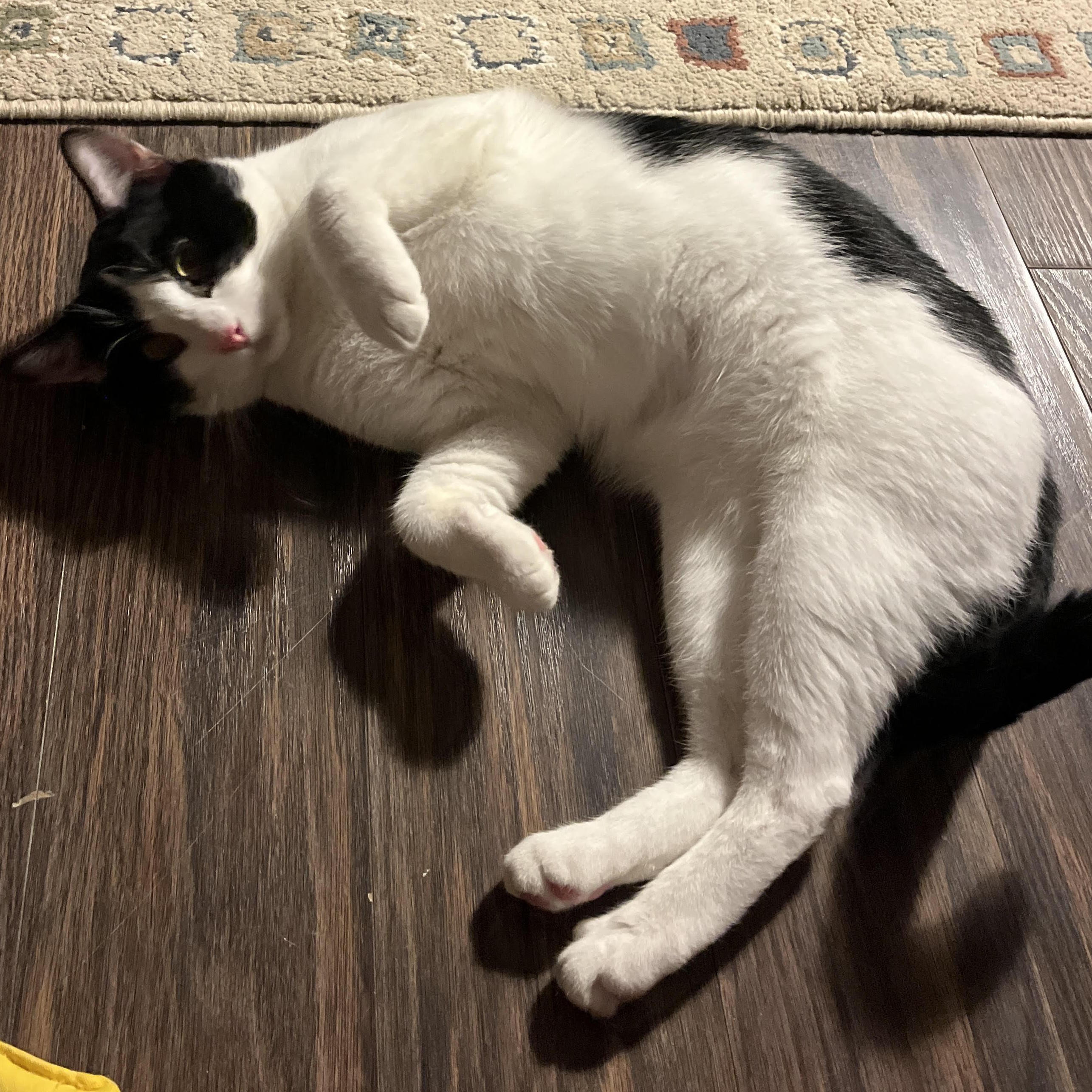 Enlarge Fern & Juniper, bonded pair, a Adoptable mixed breed in Chicago, IL image 2/4