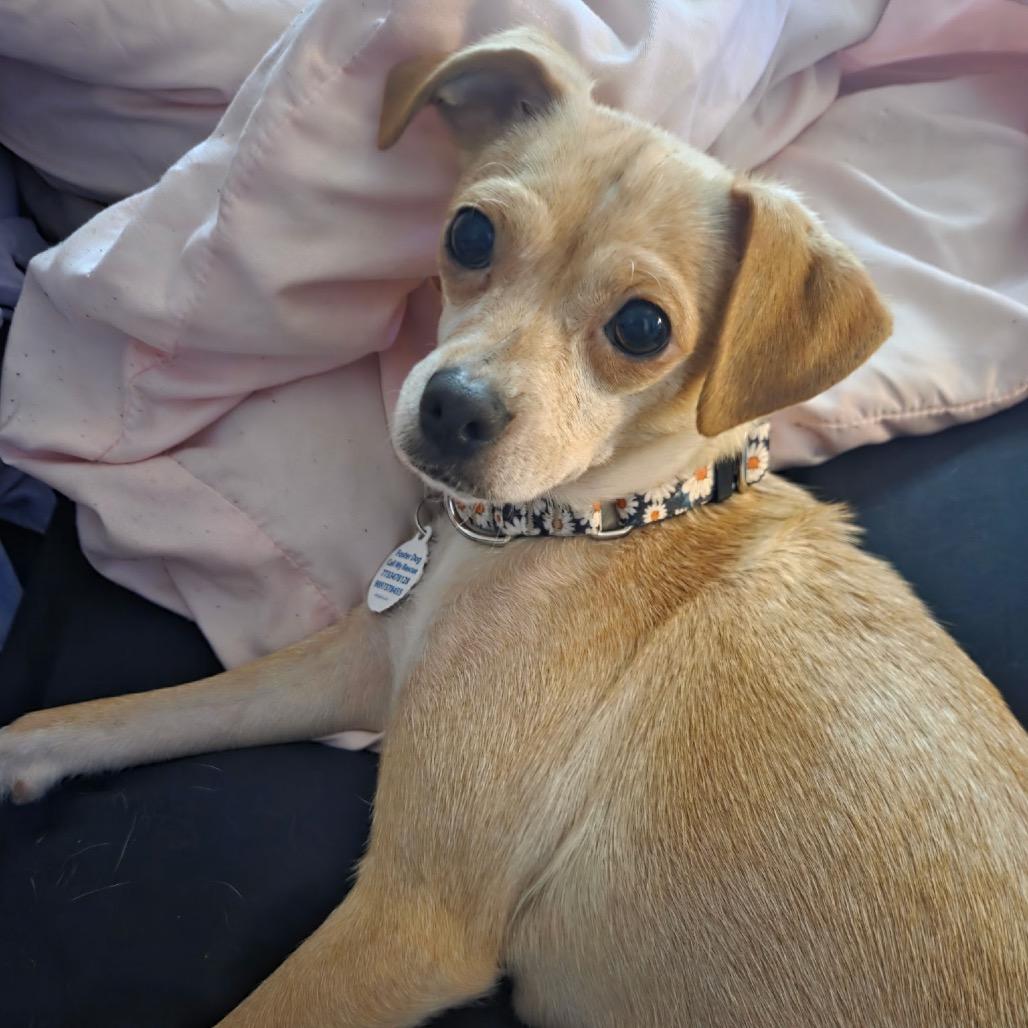 Enlarge Margarita, a ADOPTABLE mixed breed in Chicago, IL image 2/4