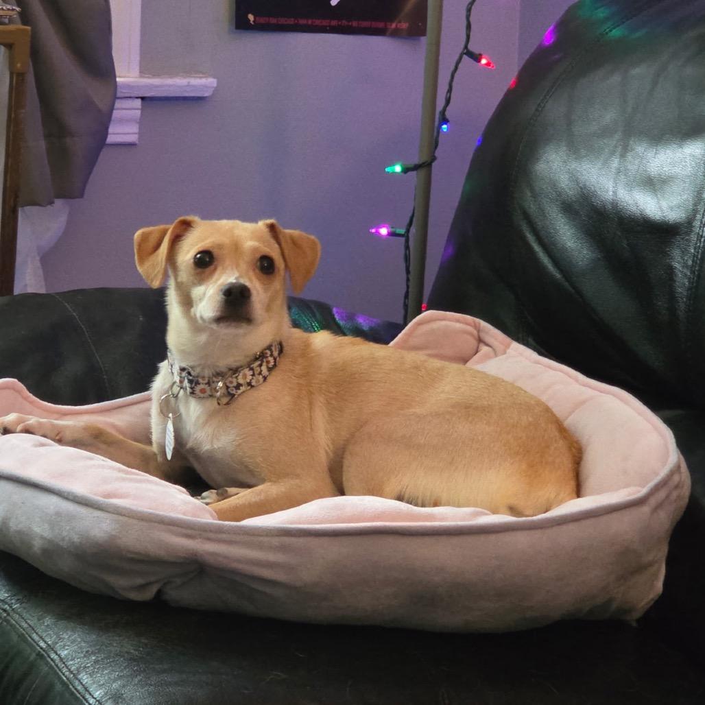 Margarita, ADOPTABLE, Adult Female Chihuahua.