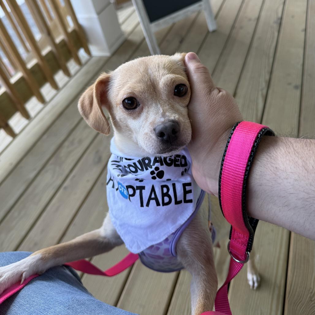 Enlarge Margarita, a ADOPTABLE mixed breed in Chicago, IL image 4/4