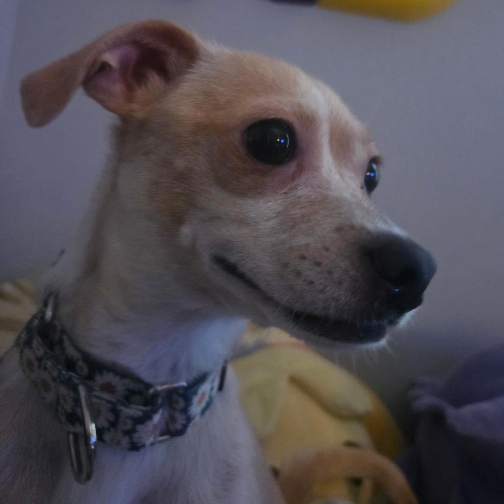 Enlarge Margarita, a ADOPTABLE mixed breed in Chicago, IL image 3/4