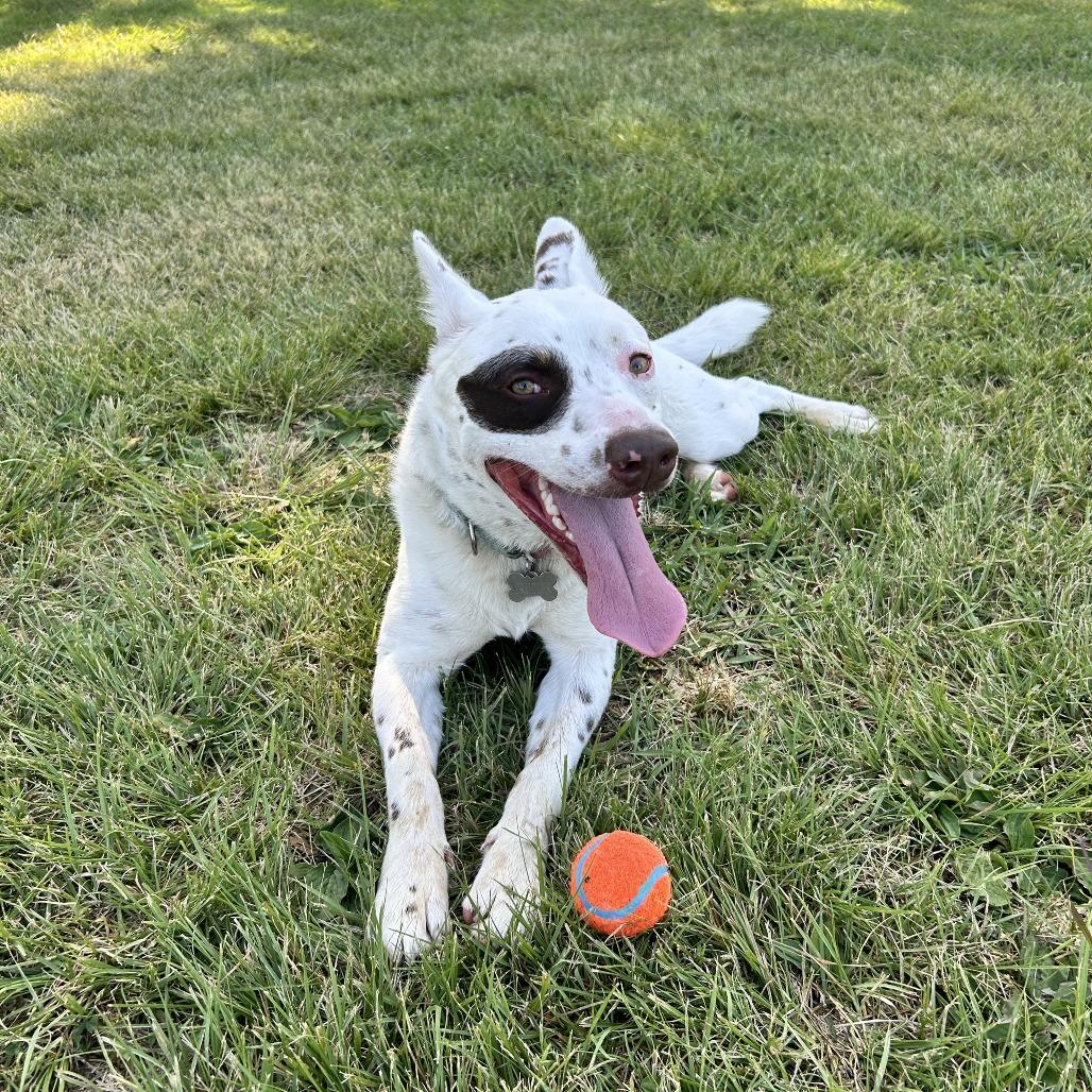Krudler, Adoptable, Adult Male Cattle Dog.