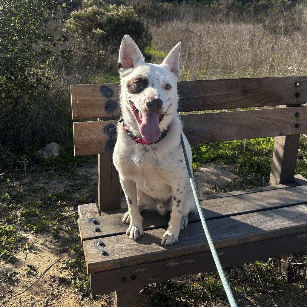 Krudler, a Adoptable Cattle Dog in San Diego, CA image 2/3