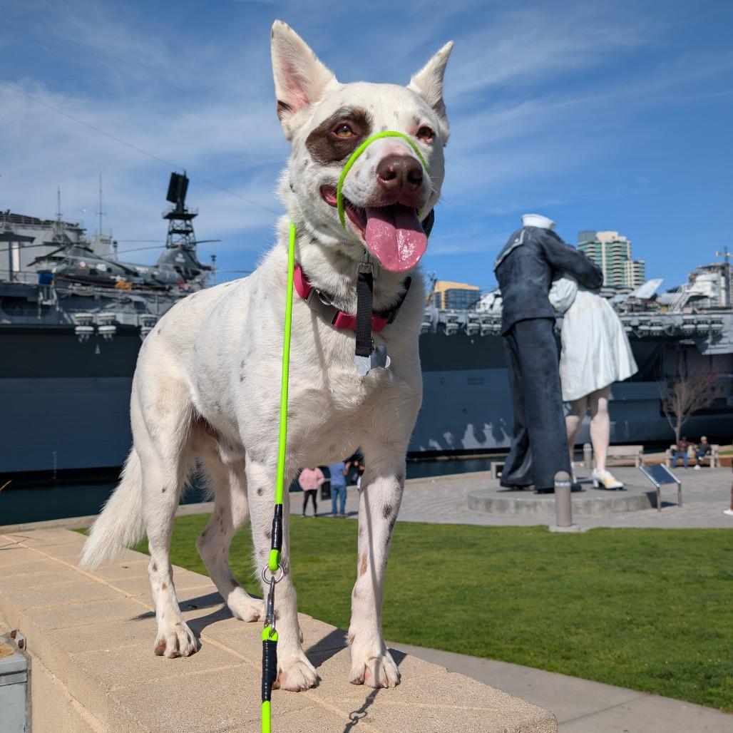 Krudler, a Adoptable Cattle Dog in San Diego, CA image 3/3