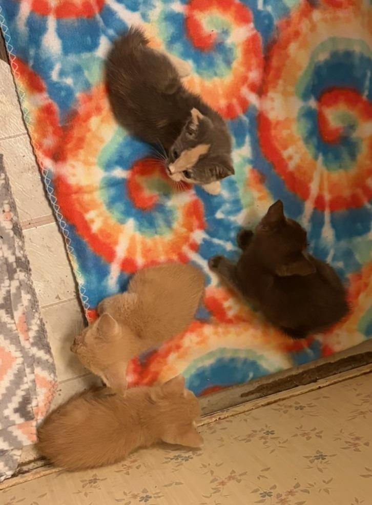 Litter of 4, Adoptable, Kitten Male Abyssinian.