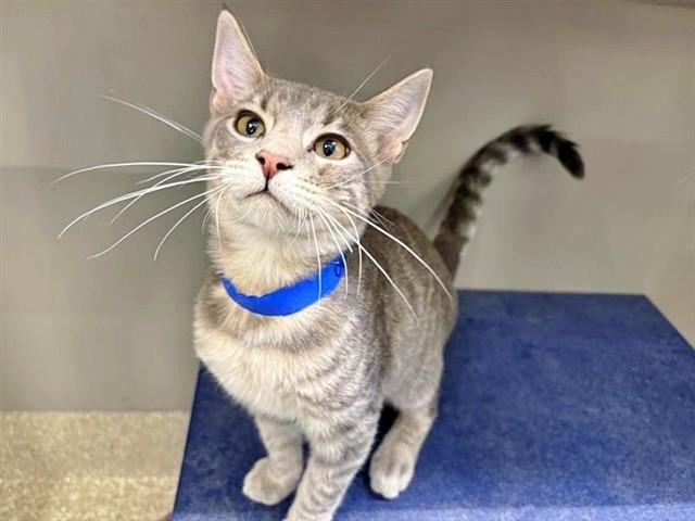OBI-WAN, Adoptable, Kitten Male Domestic Short Hair.