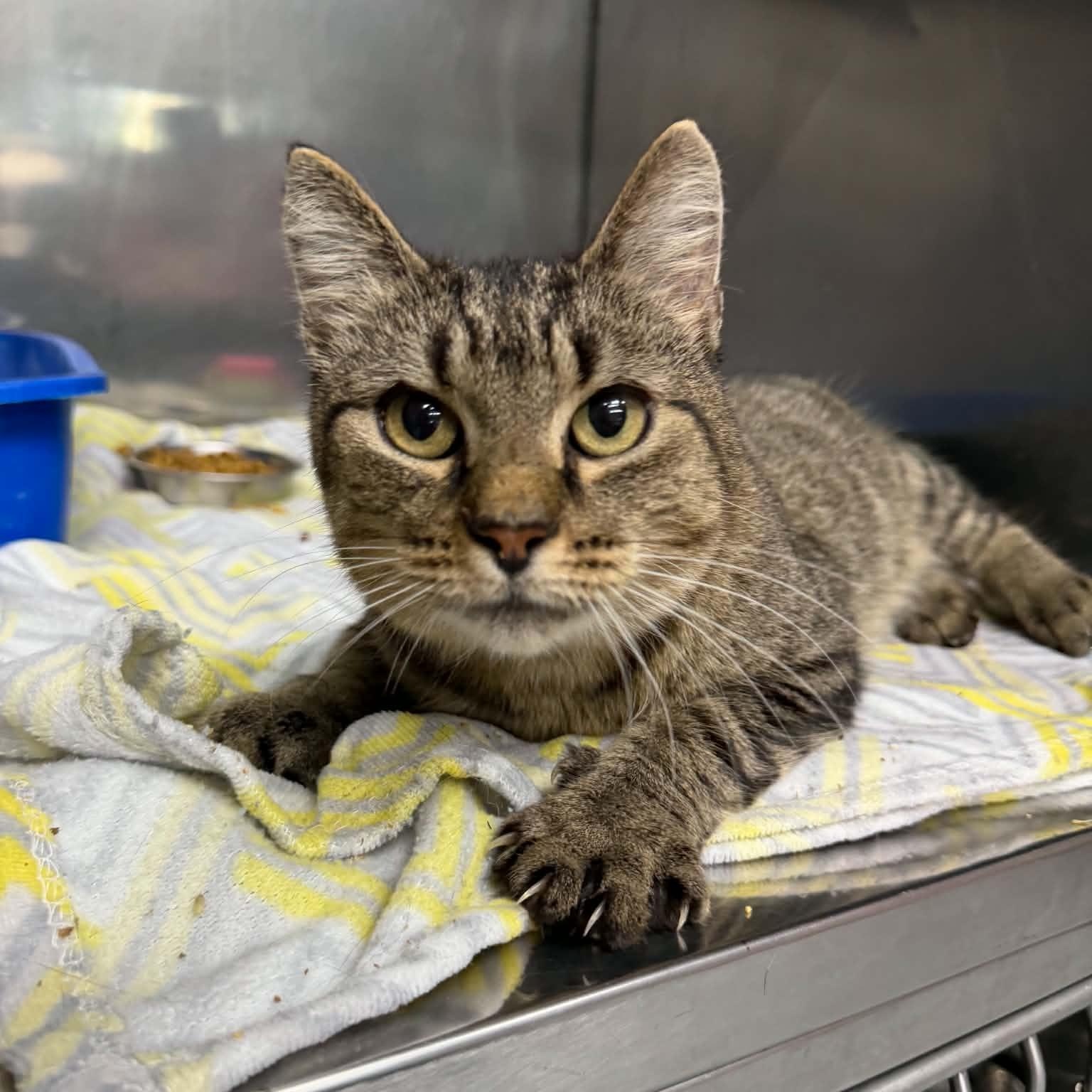 Abby Normal, Adoptable, Adult Female Domestic Short Hair.