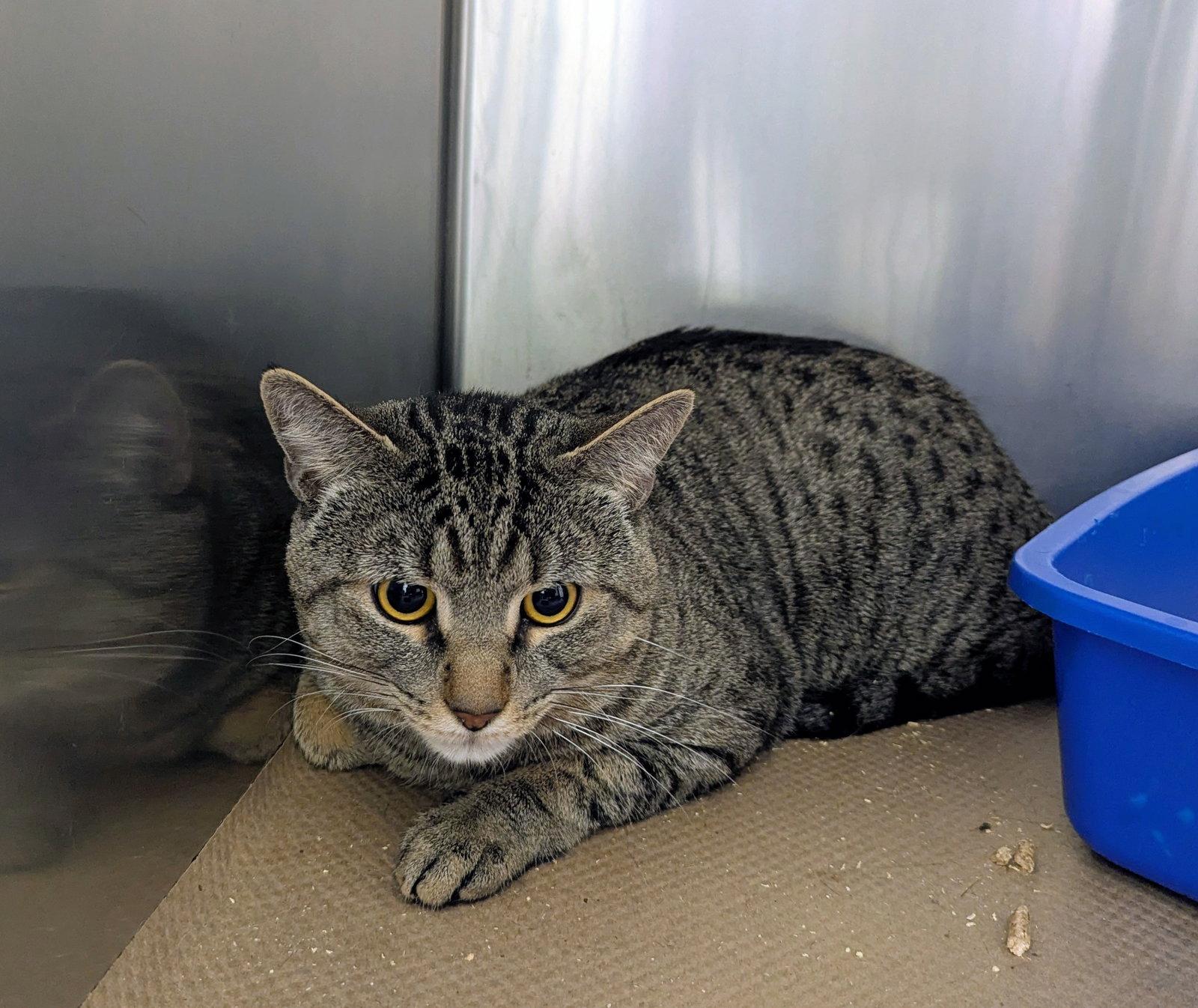 Jason, Adoptable, Adult Male Domestic Short Hair.