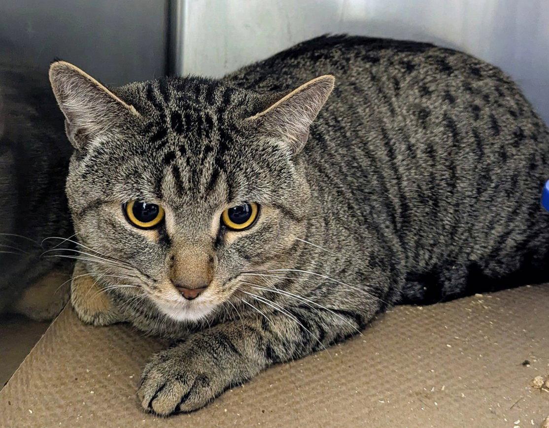 Enlarge Jason, a Adoptable Domestic Short Hair in Trenton, NJ image 2/2