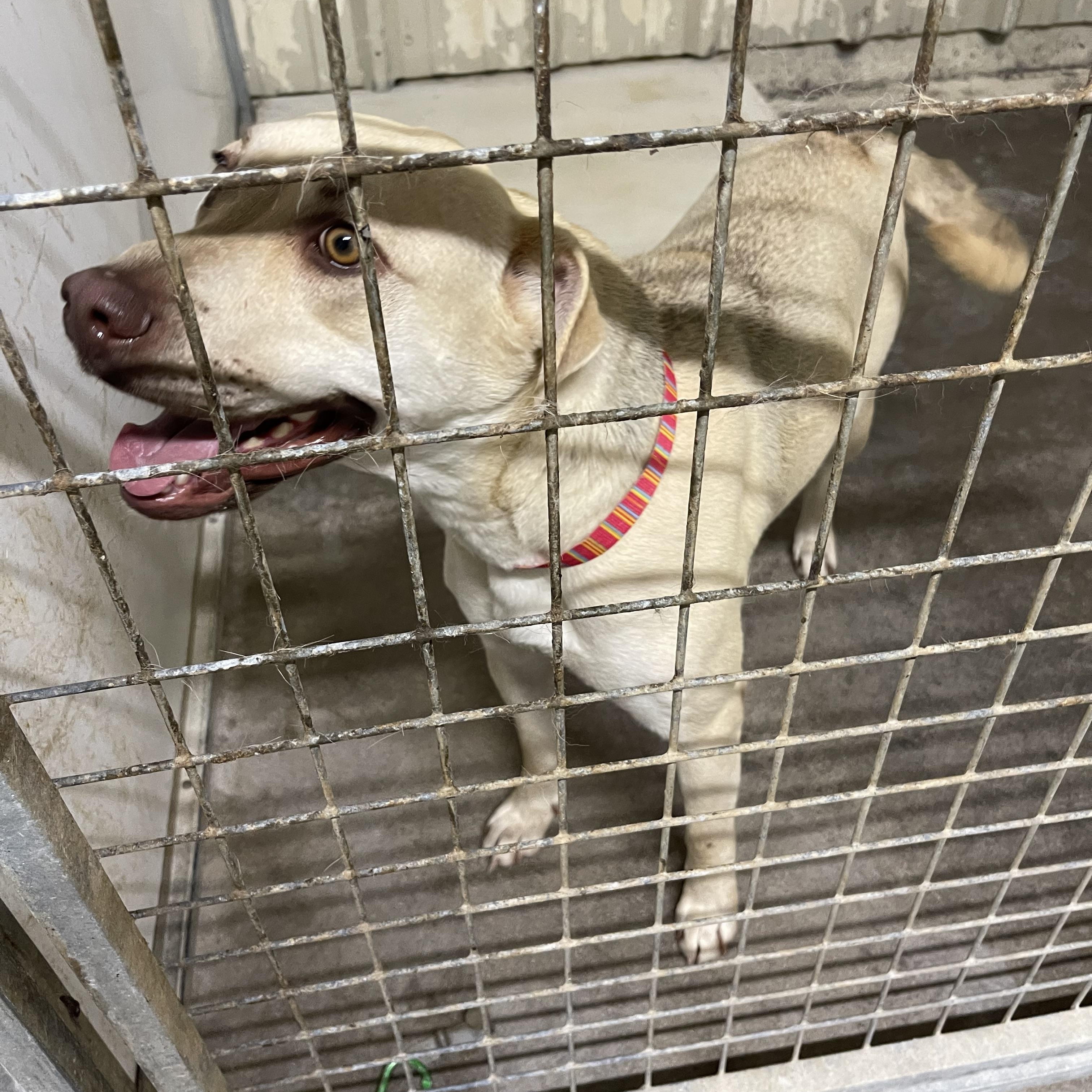 Pretty, an adoptable Yellow Labrador Retriever in Lordsburg, NM, 88045 | Photo Image 1