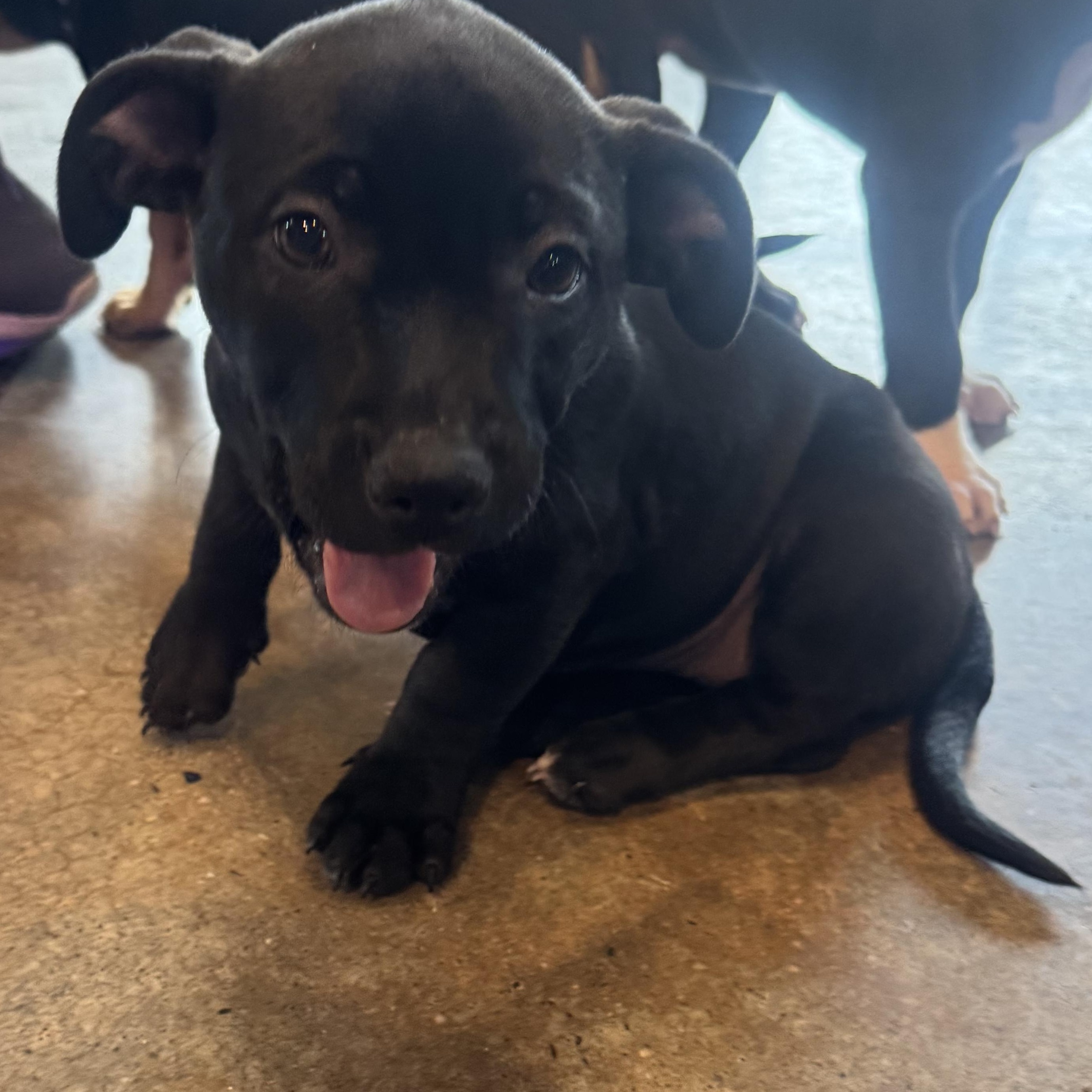 Elsa, a ADOPTABLE mixed breed in Calabash, NC image 1/2