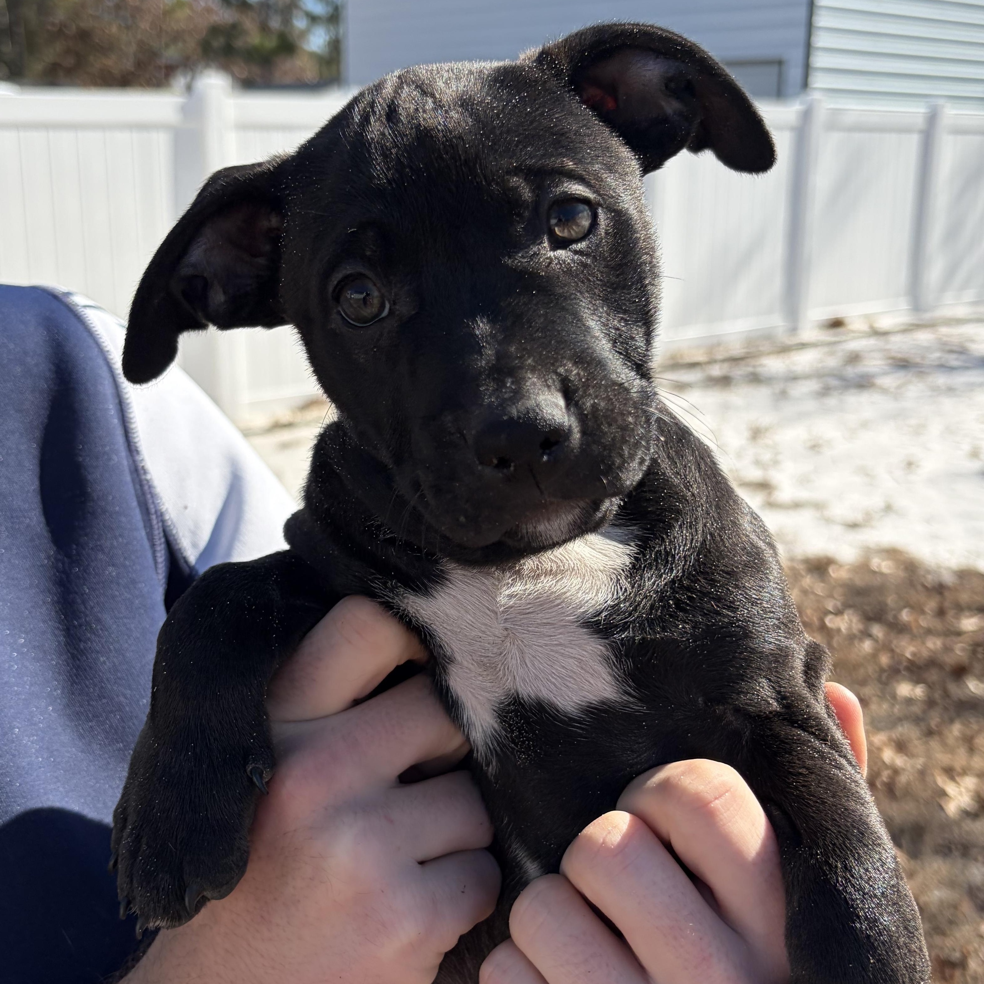 Elsa, a ADOPTABLE mixed breed in Calabash, NC image 2/2
