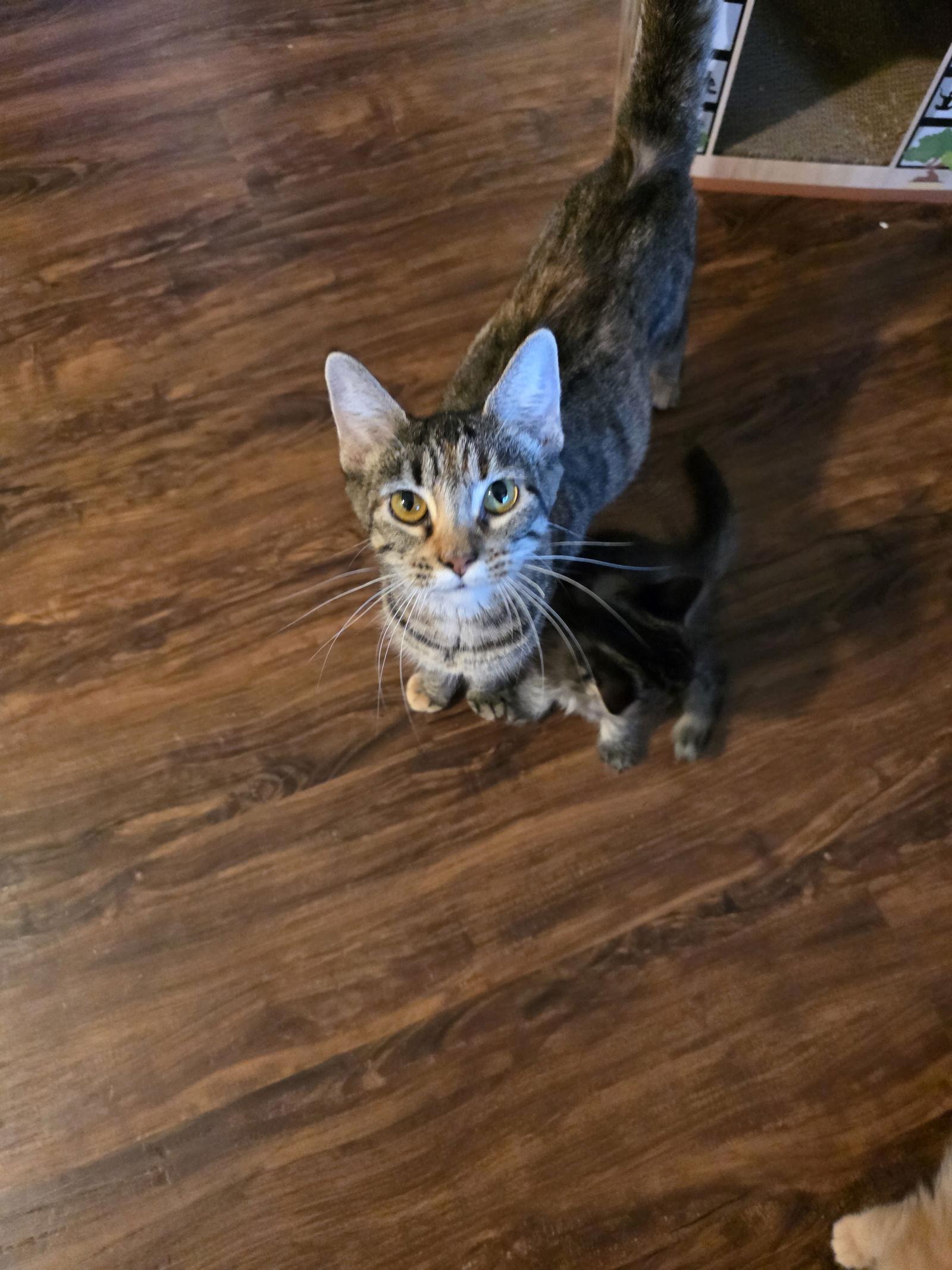 Acorn, Adopted, Adult Female Domestic Short Hair.