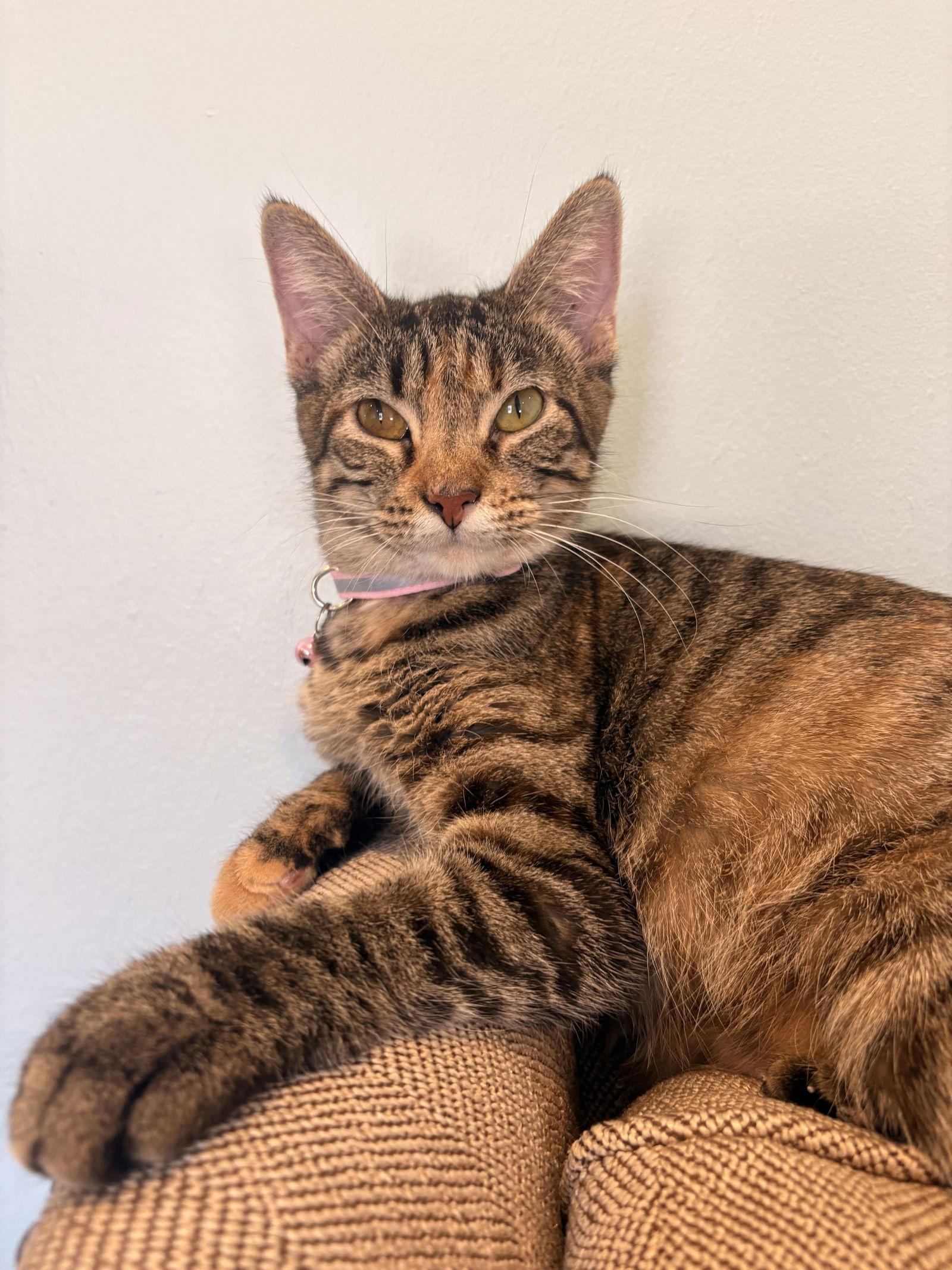 Acorn, a Adopted Domestic Short Hair in Lake Saint Louis, MO image 2/3